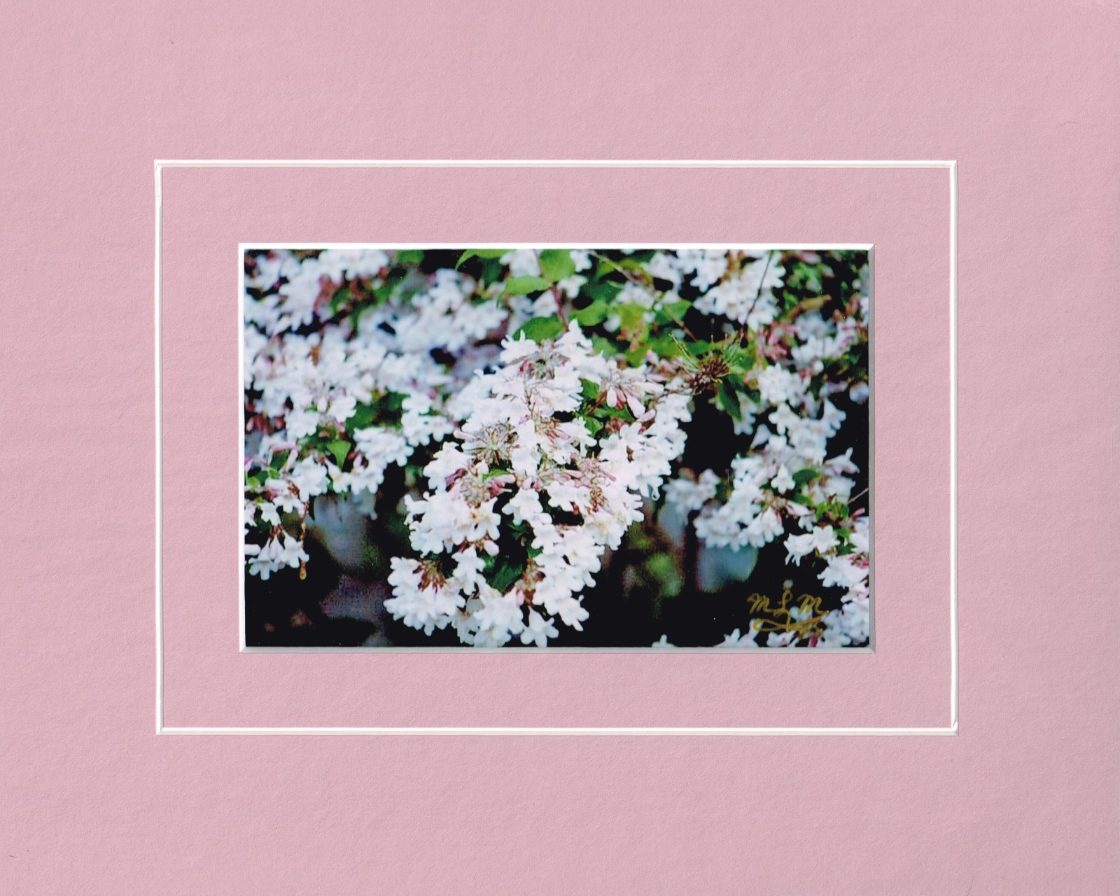 Beauty Bush 4×6 Photo in Unframed 8×10 Matted Print with COA, Signed by Artist