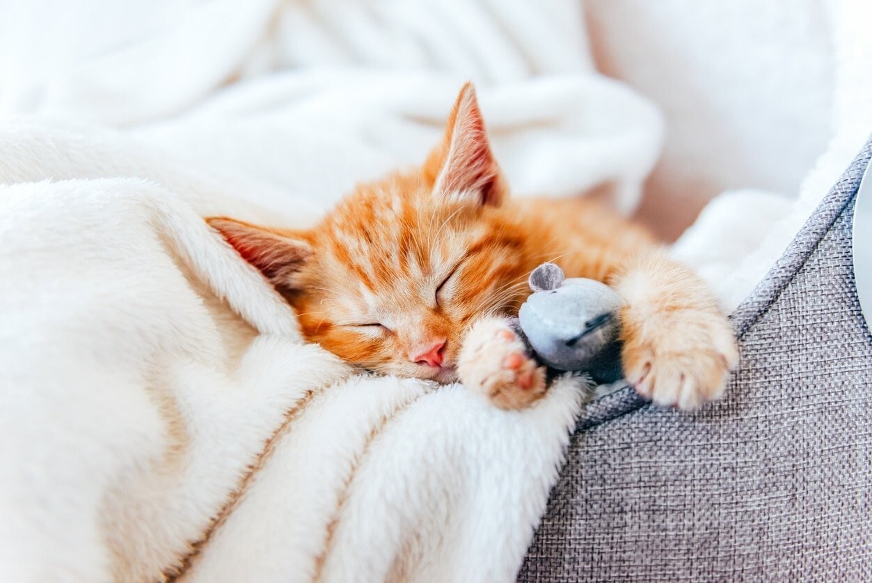 Sleeping Kittens – 500 Digital Pictures Photo Wallpaper Background Art Beautiful