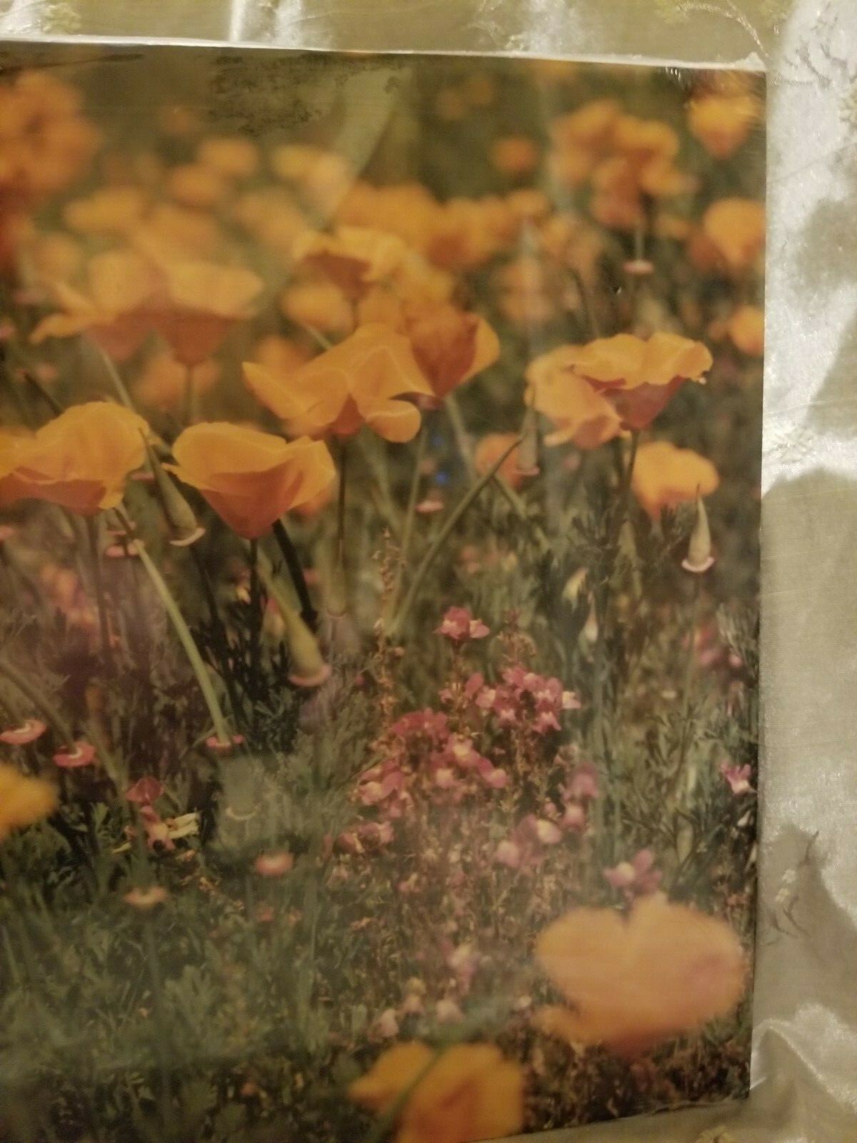 VTG Photograph in Plastic of a Field of California Poppies by Walter Arrufat R