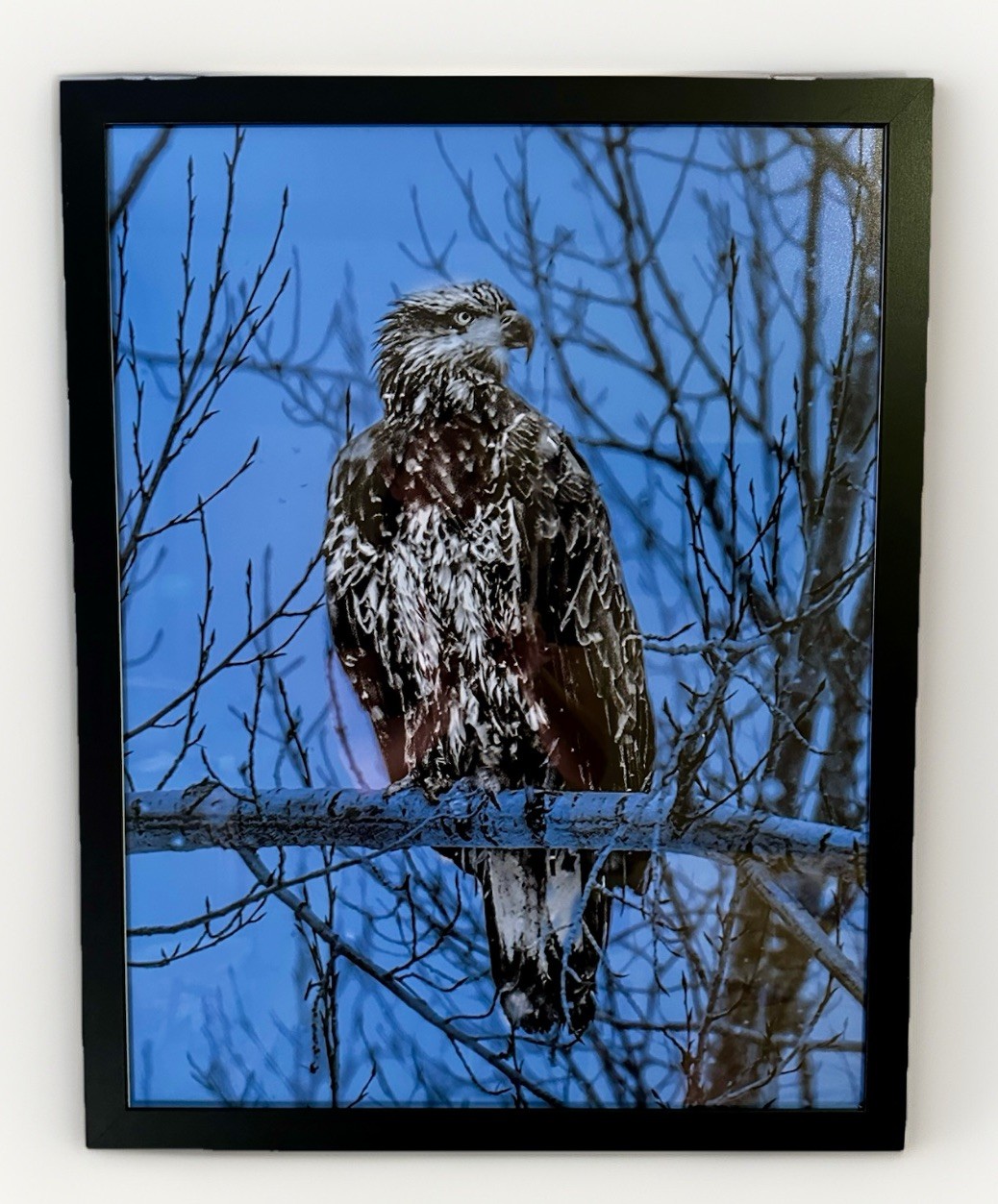 Framed Eagle Wildlife Photography Print 17×22 semi gloss Art Photograph