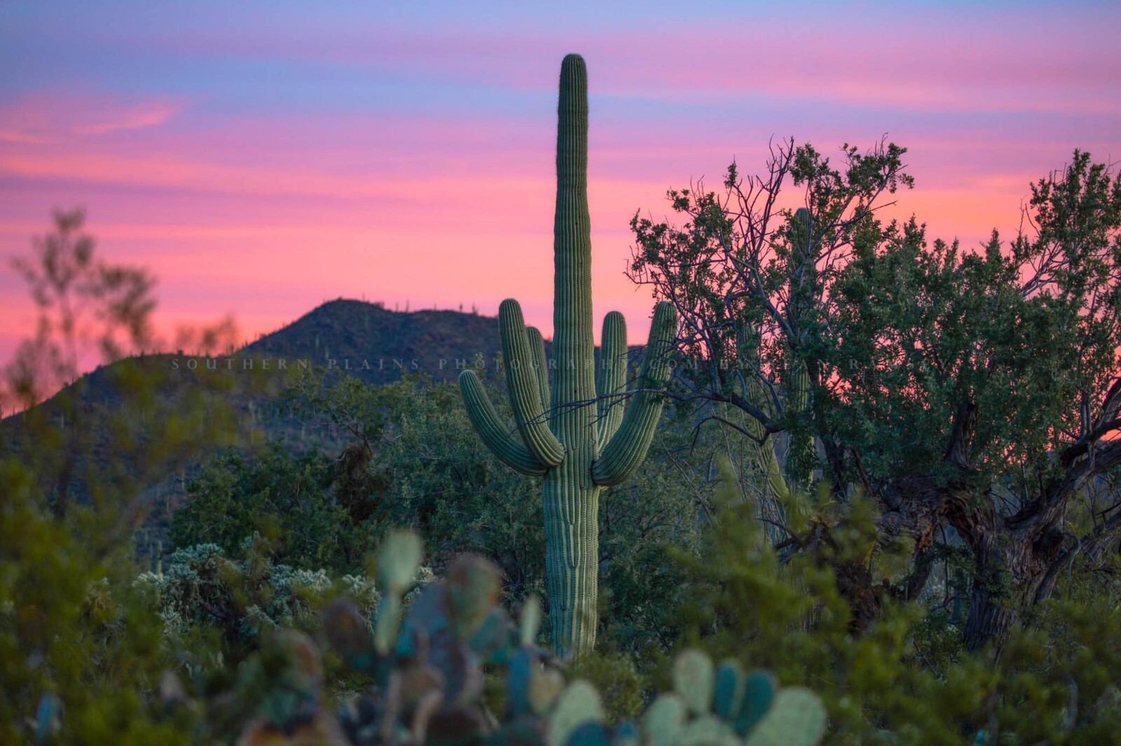 Saguaro Cactus Sunset Arizona Sonoran Desert Southwest Photography Print