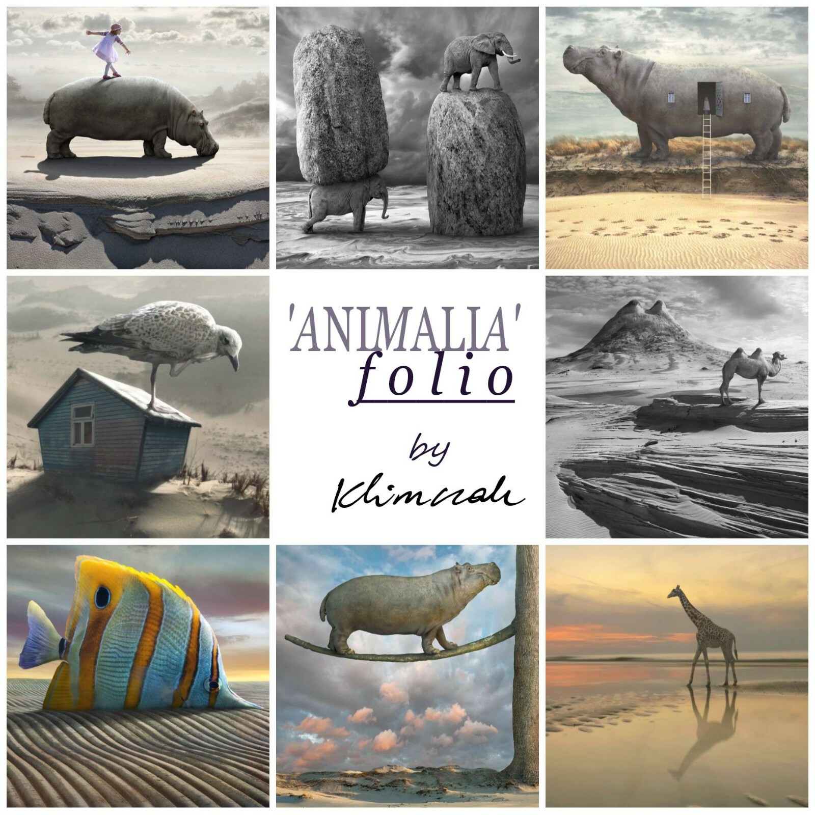 Signed ORIGINAL Animal Art Folio of Hippos Elephants Giraffe Camel & Fish Prints