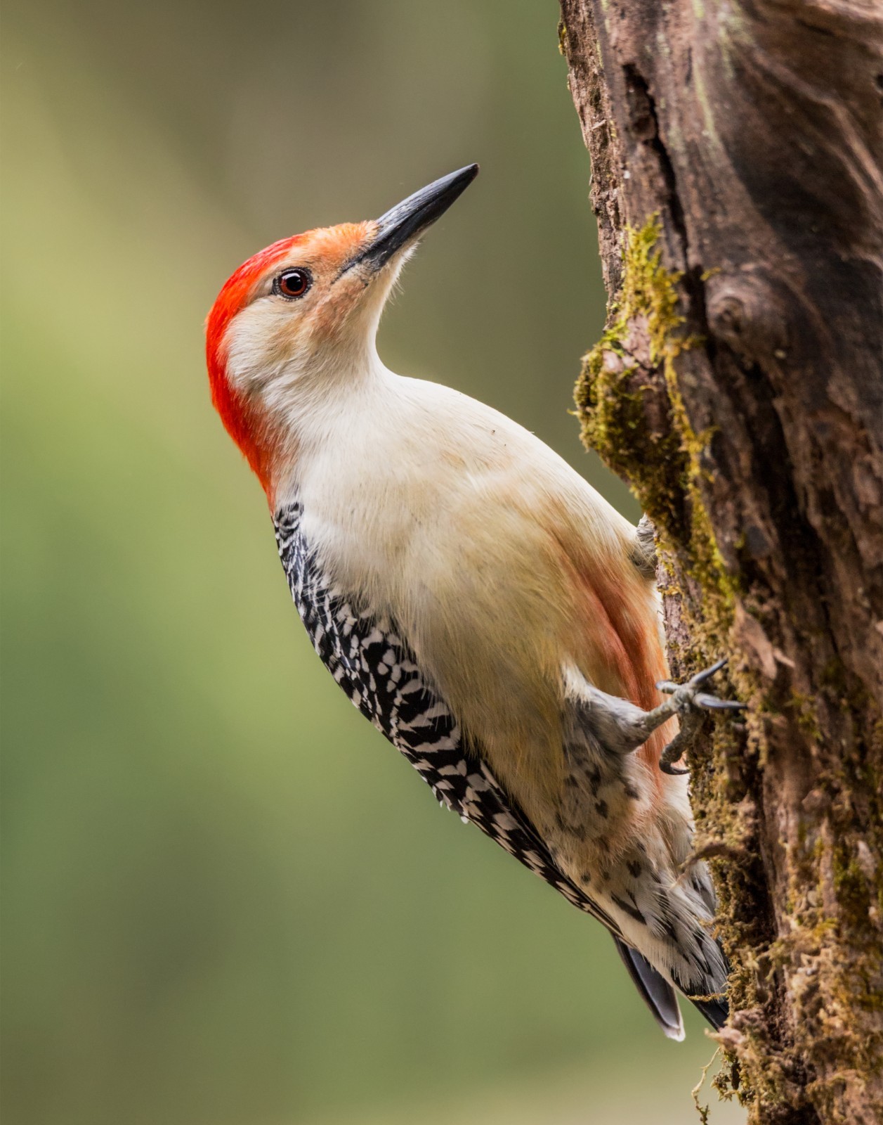 Male Red-Bellied Woodpecker 11×14 Photograph Print 11″x14″