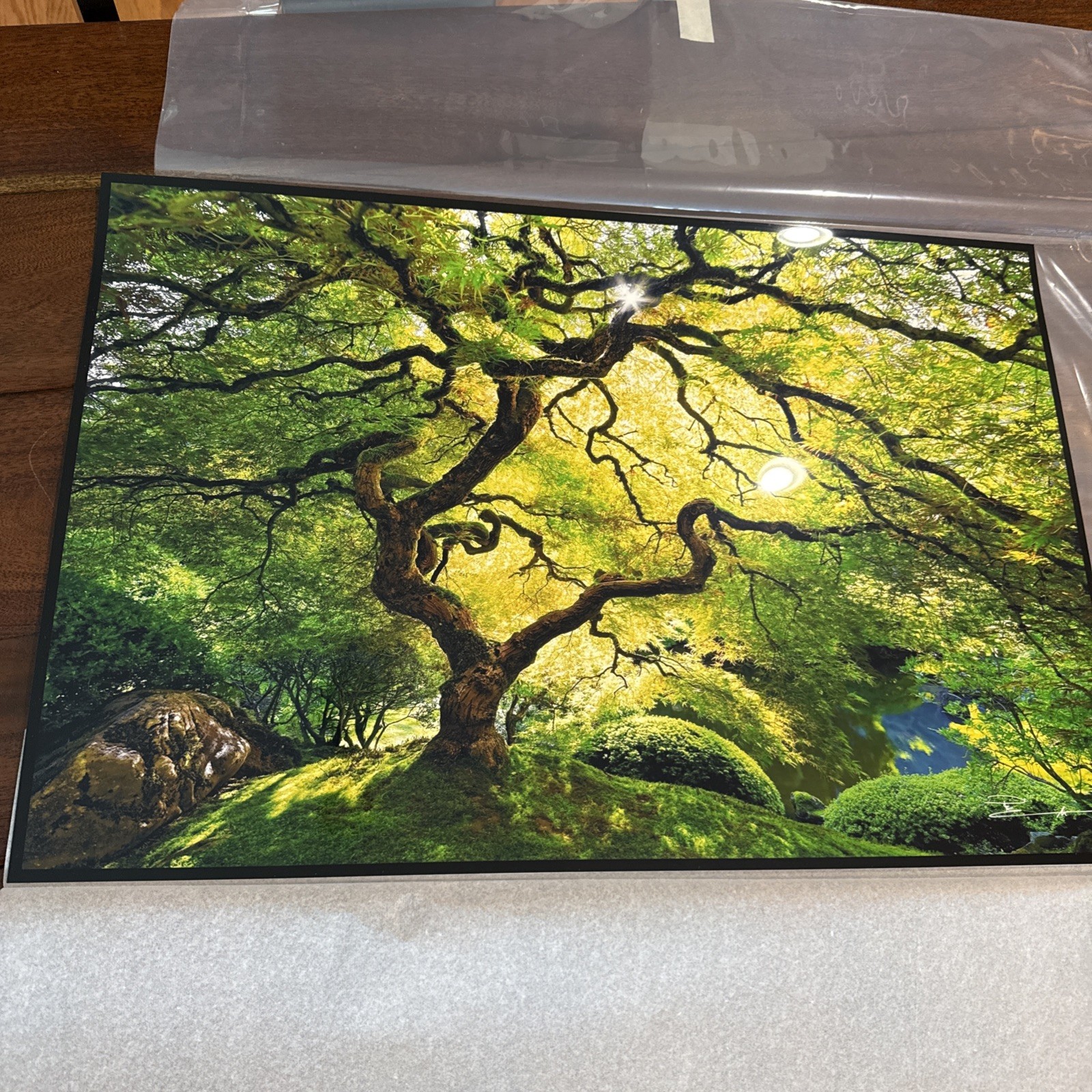 Peter Lik Small Tree Photo Print 24×16 Signed Unframed