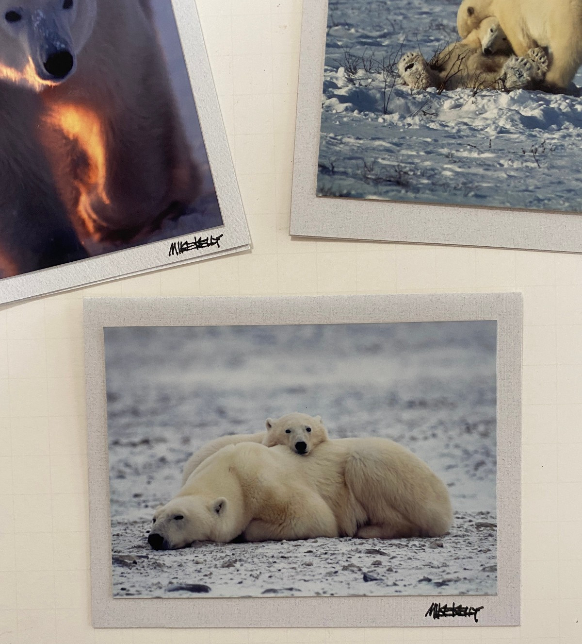 Mike Kelly Photographs / Polar Bears in Snow Signed / Cards 3.5″ x 5″
