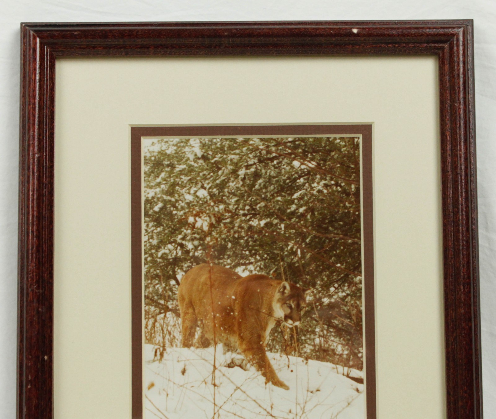 Mountain Lion Stalking in the Snow John Eveland Signed Photo Wood Framed