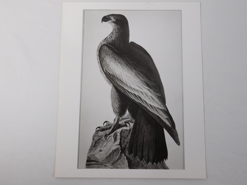 1966 John Audubon Birds America Set 7 Photographs for NY Historical Society Book