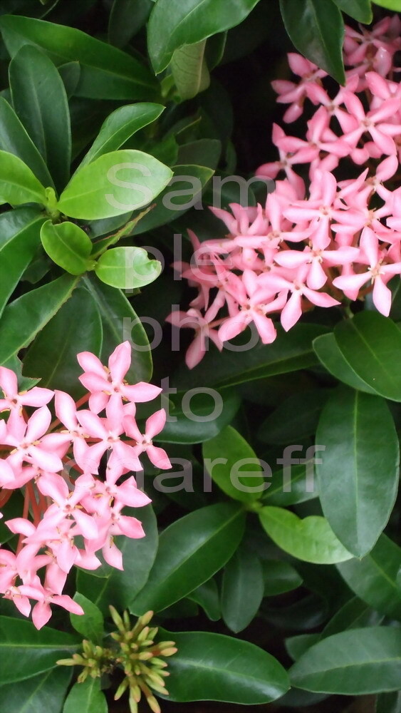 View Flowers digital image picture photo wallpaper background Mobile Phone Art
