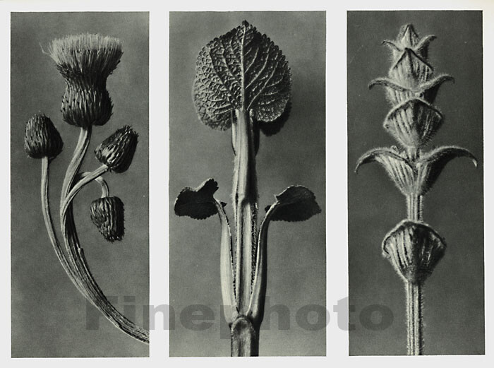 1929 Original Vintage BOTANICAL PLANT Flower Abstract Photo Art KARL BLOSSFELDT