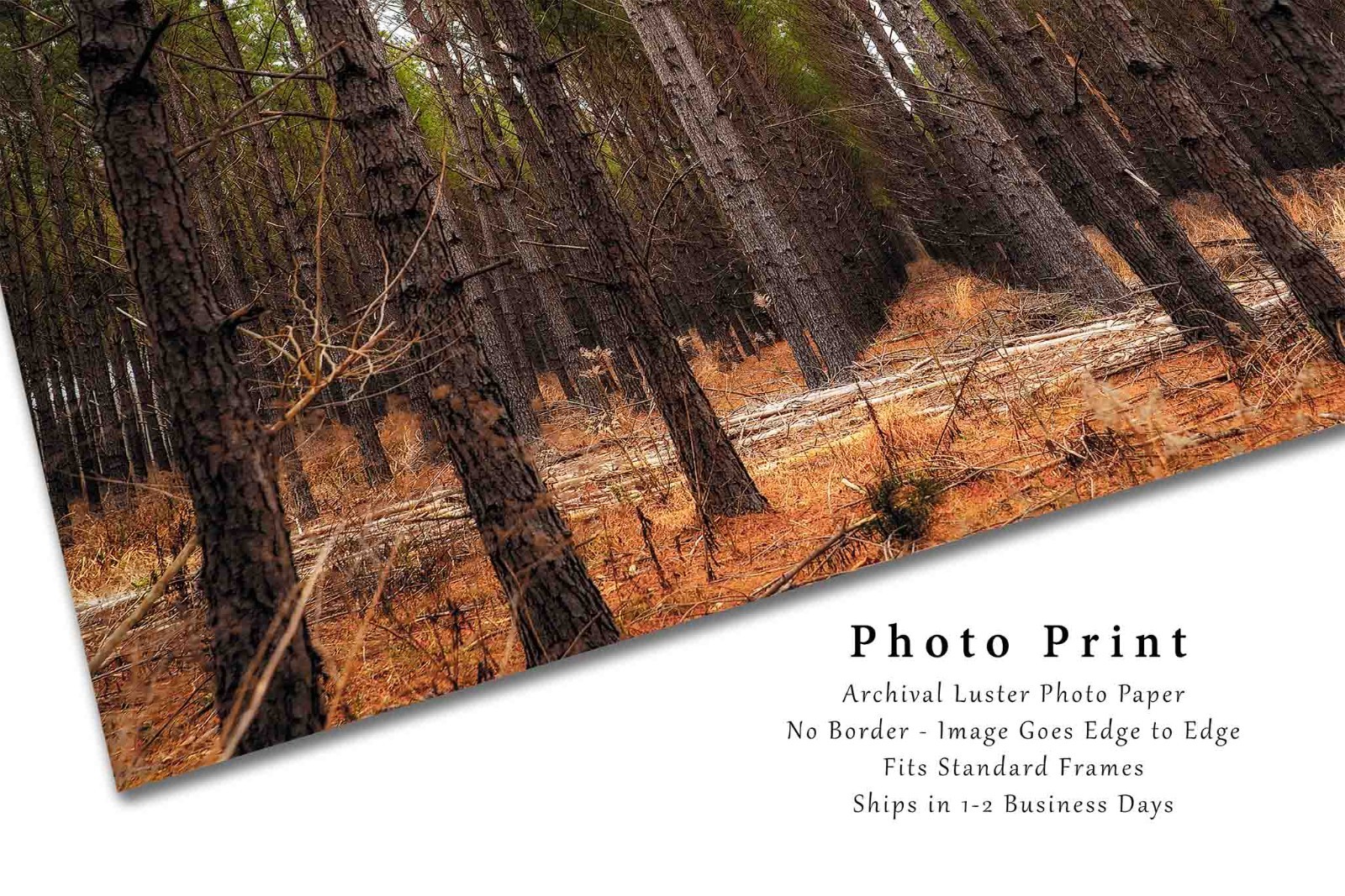 Pine Trees Photography Print: Mississippi Forest Southern Landscape Photo