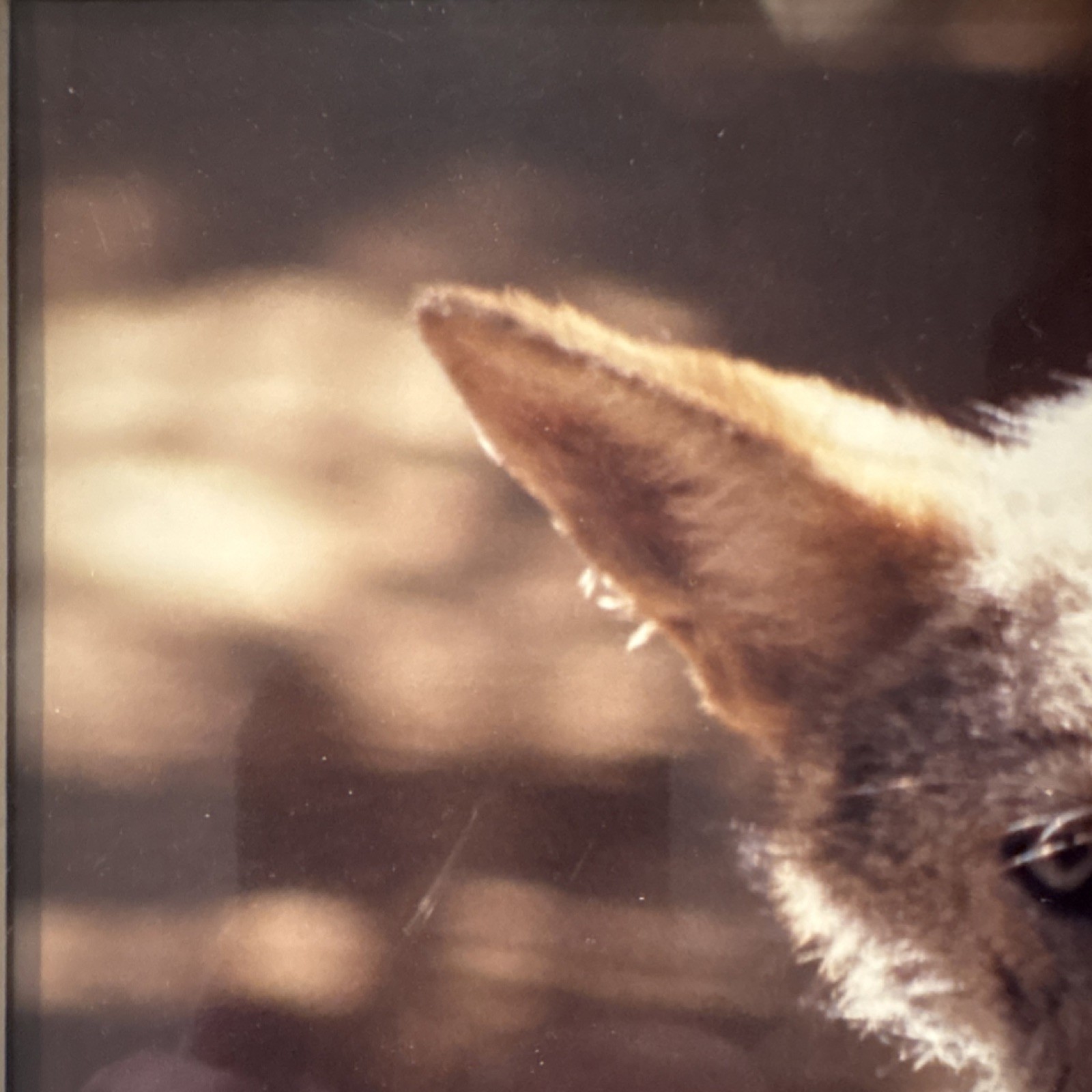 Gerry Lamarre Wildlife Photography Coyote Nature Art Print Framed Double Matted