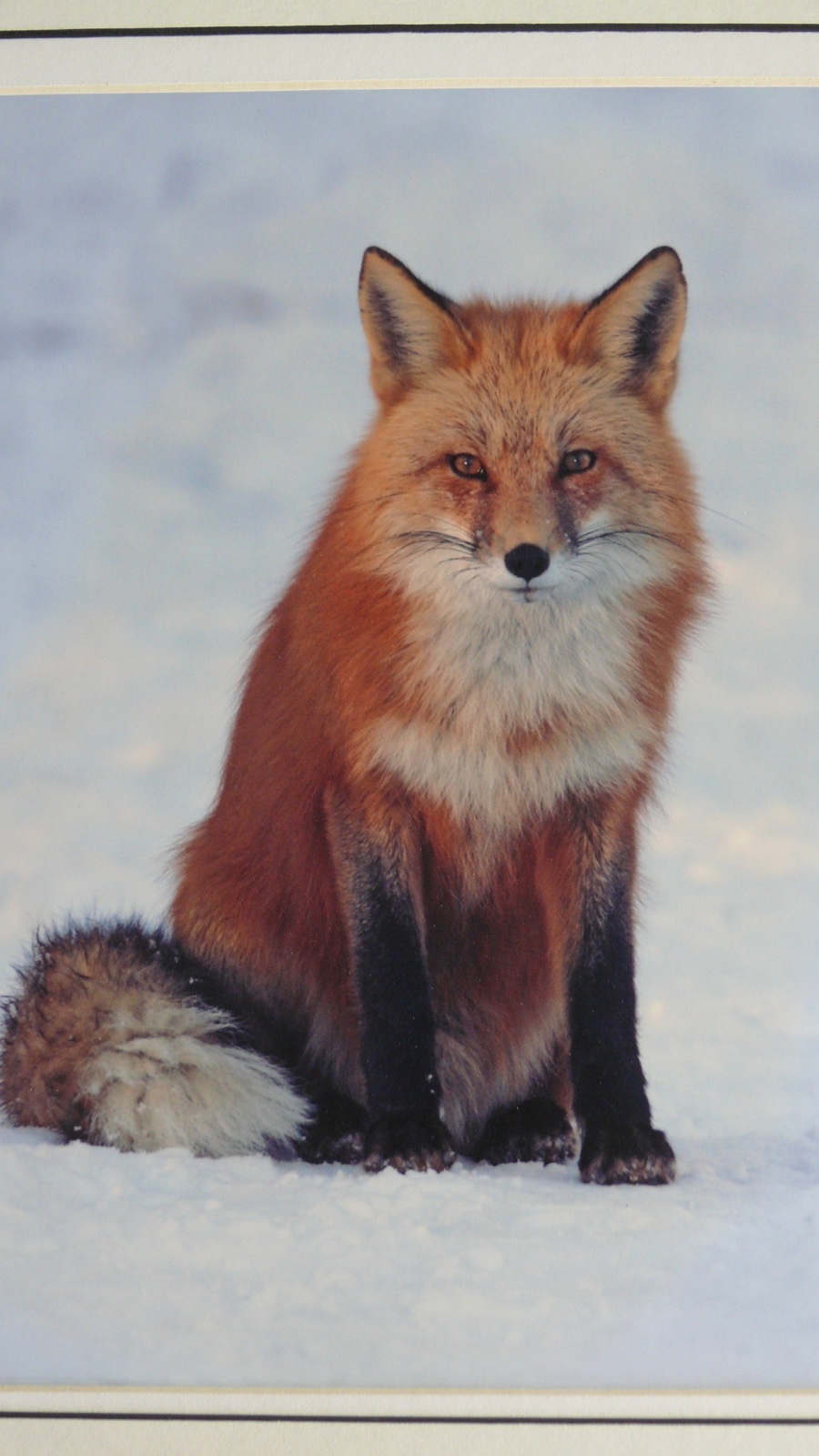 JUDY DEIST PHOTOGRAPH RED FOX OPEN EDITION