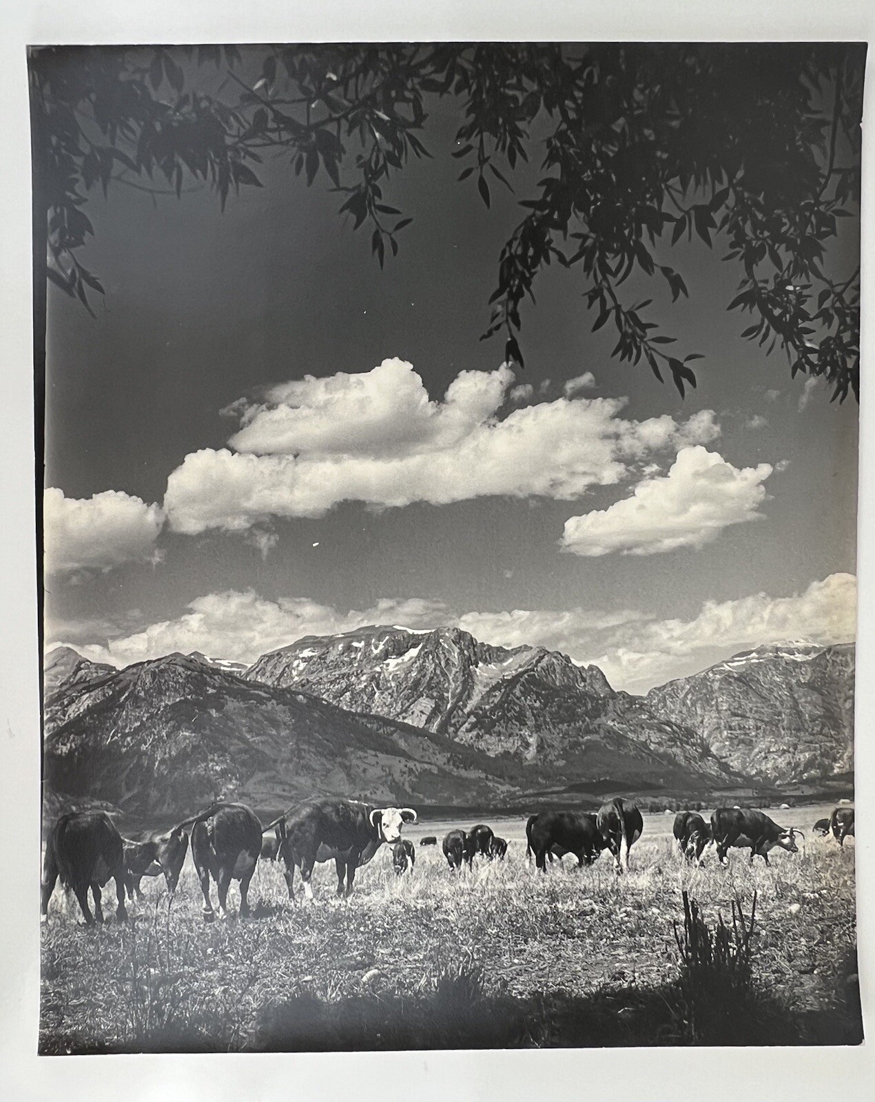 Vintage Large Black & White Photography Print Cattle Ranch Western Cowboys Rural