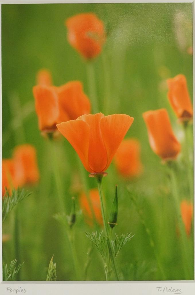 Tom Adams Photography Red Poppies Field Flowers Oregon Matted Photo Art 8×10