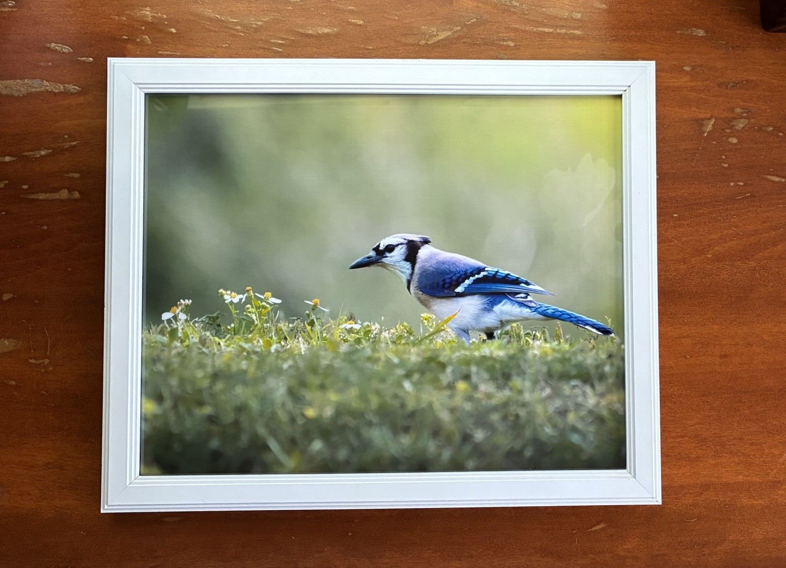 Framed 8×10 Photography Print of Blue Jay Frolicking in Flowers