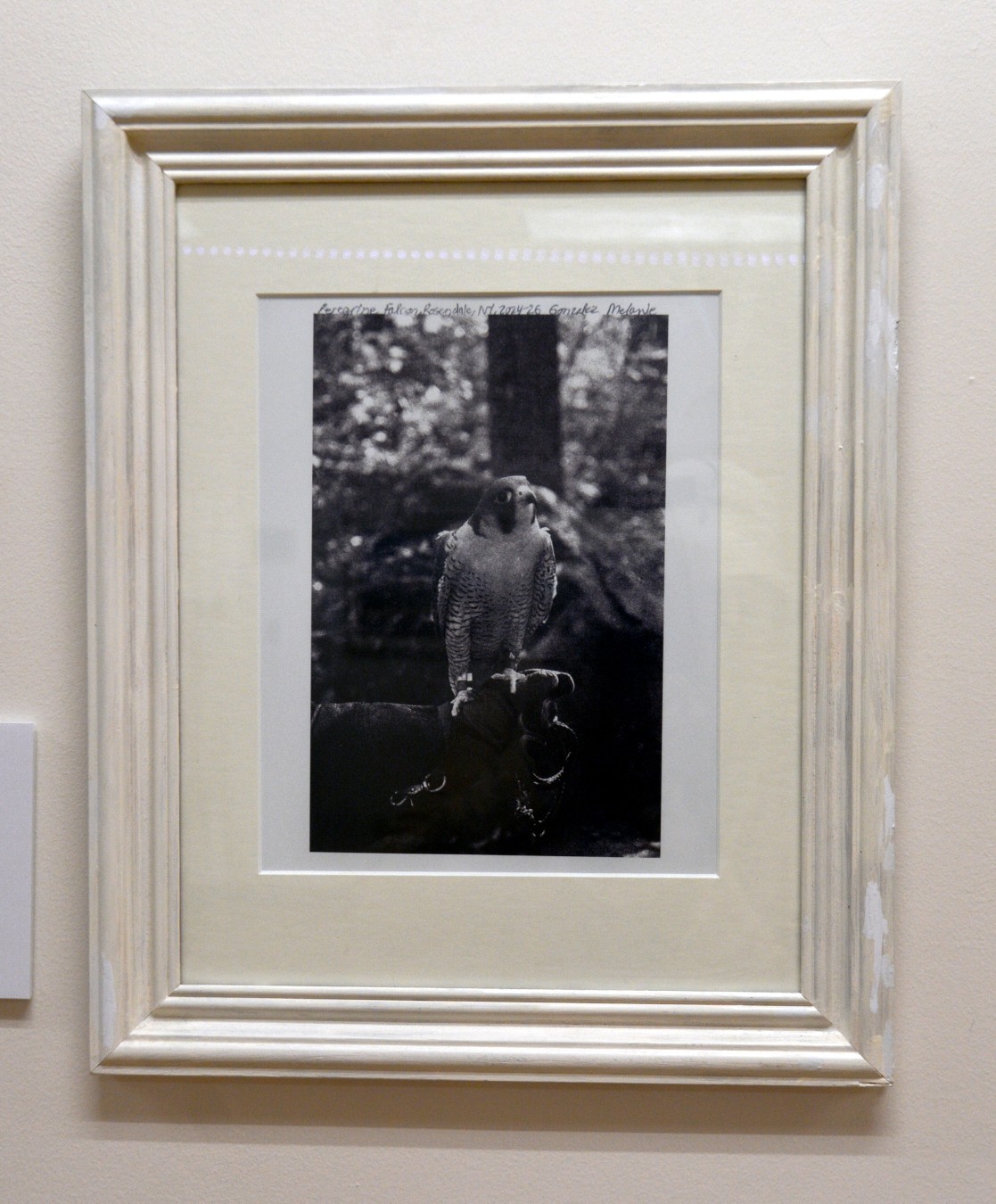 Peregine Falcon, Rosendale, NY, 8 x 10 in, 2024, art photo by Melanie Gonzalez