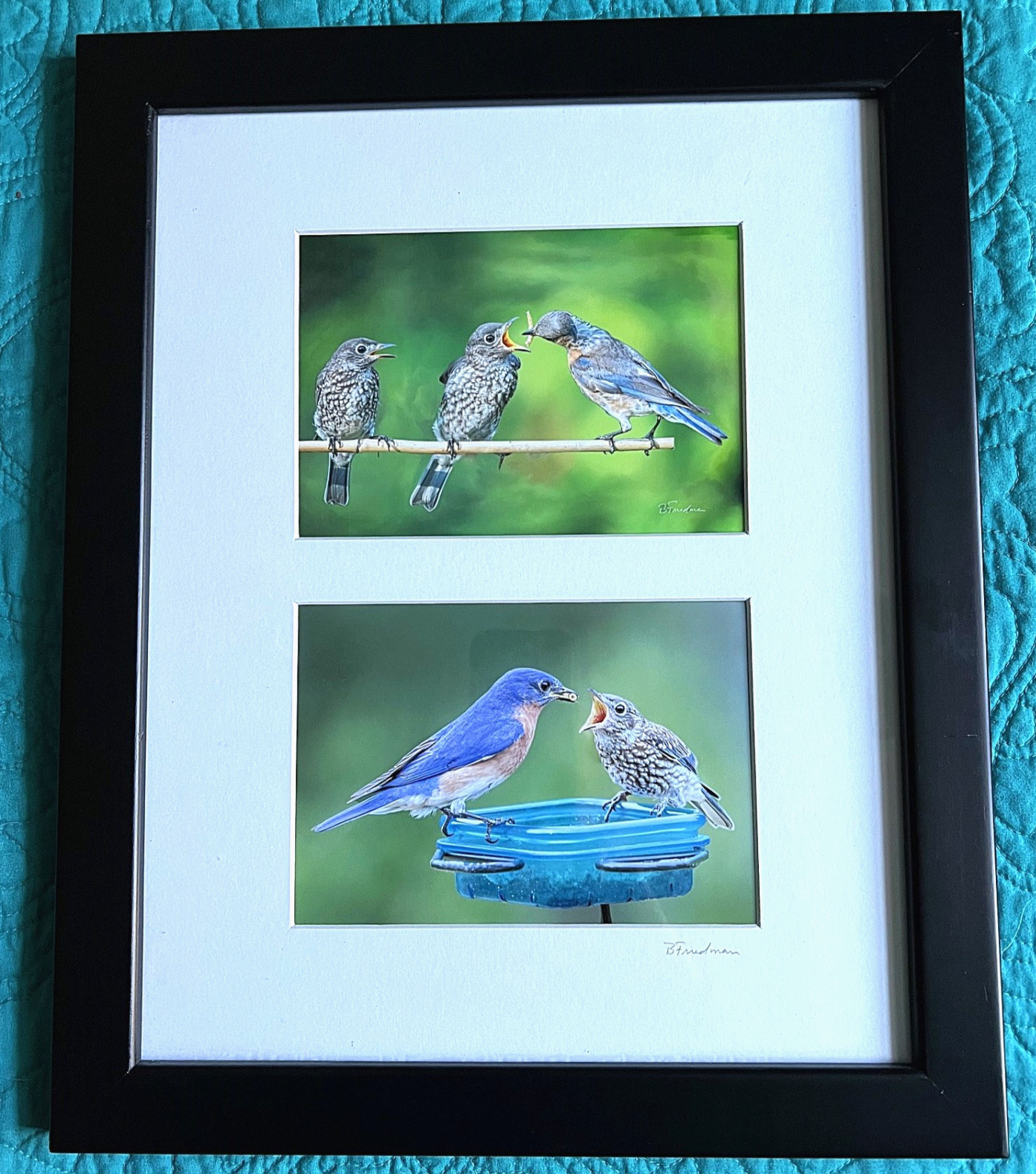 2 Original 5×7 inch Bluebird Photographs in 13 x16 inch Black Frame