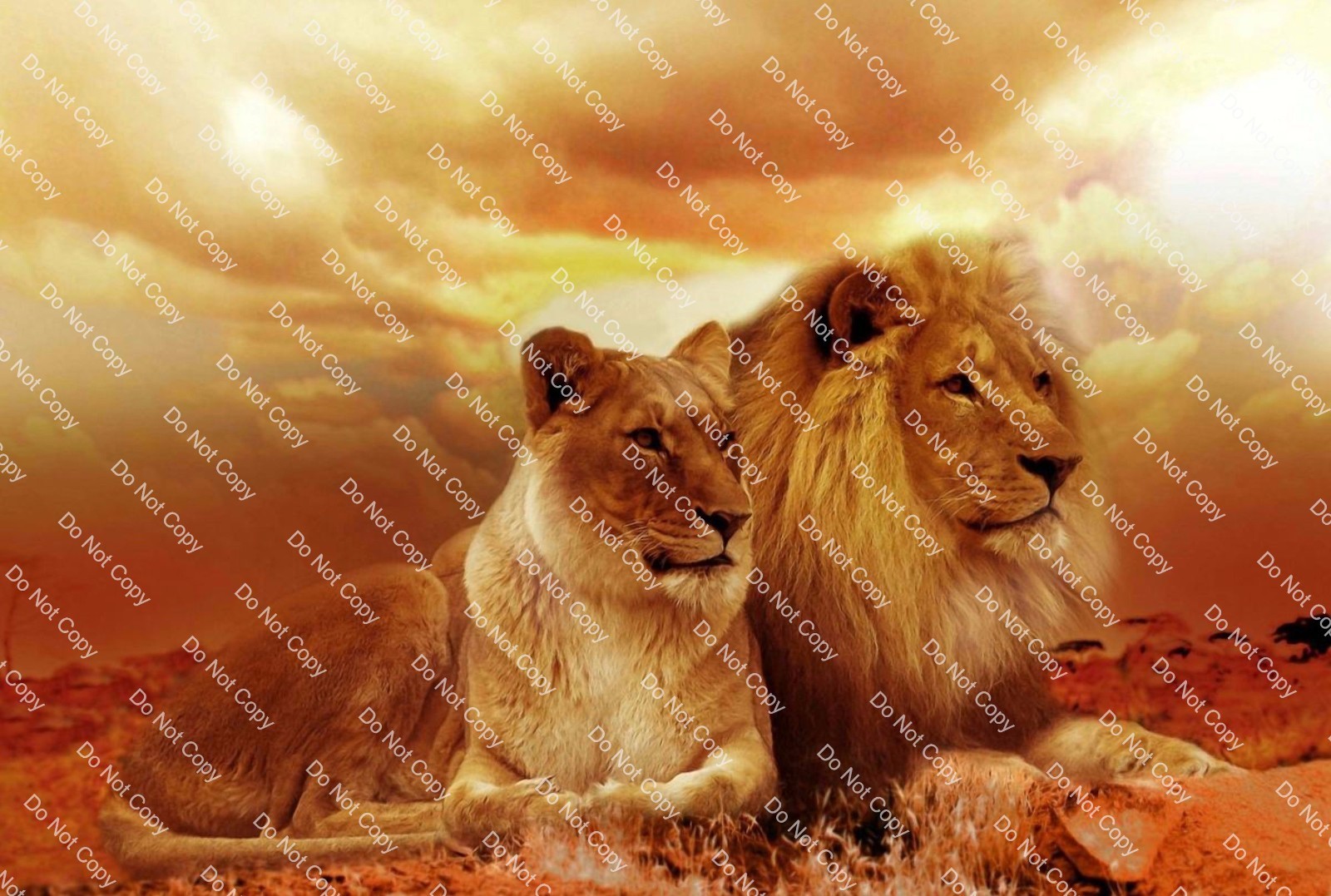 Digital Photo Image Male and Female Lion Digitally Enhanced