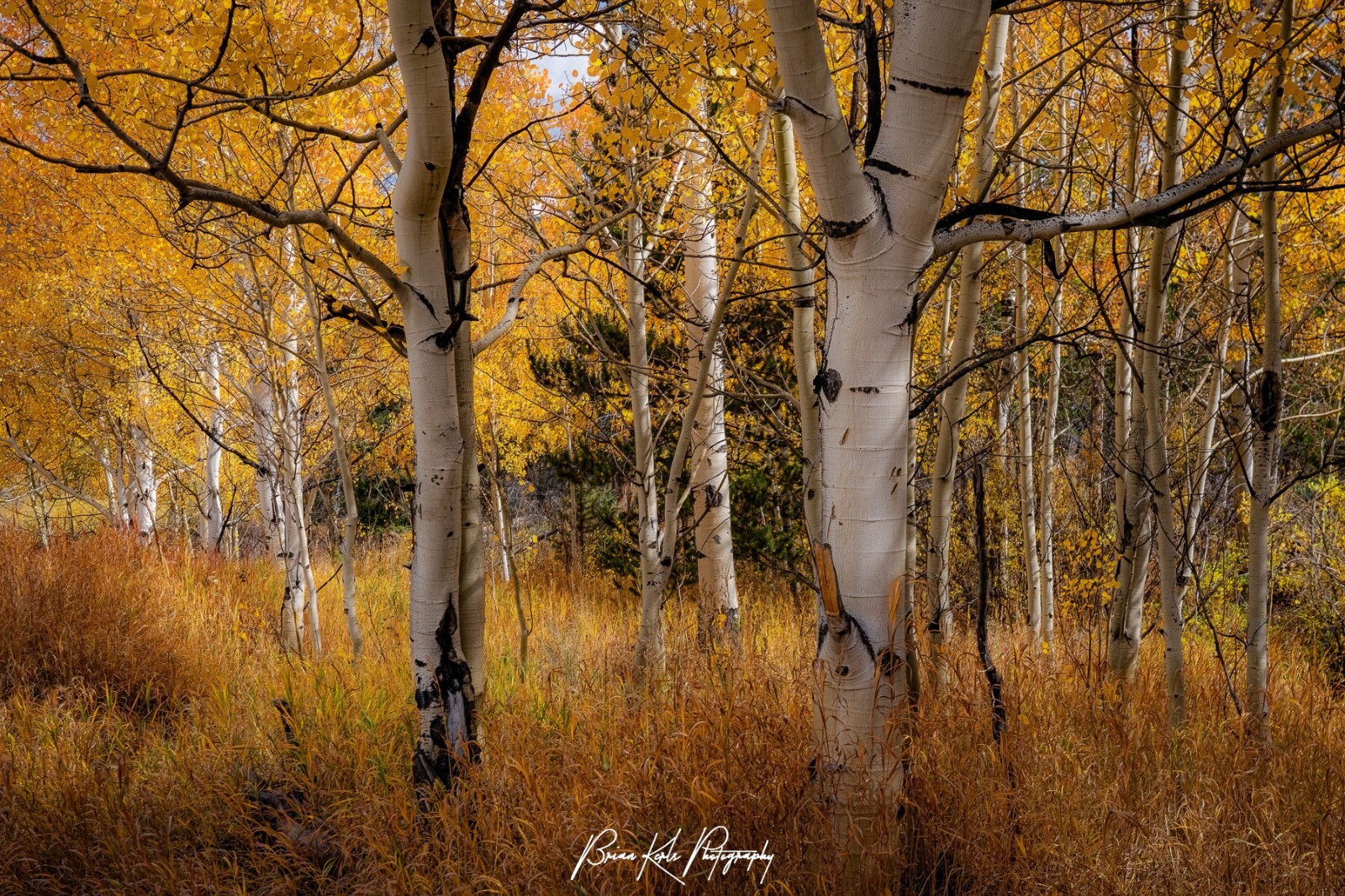 Golden Aspen Grove Framed Fall Landscape Photograph Autumn Nature Wall Art