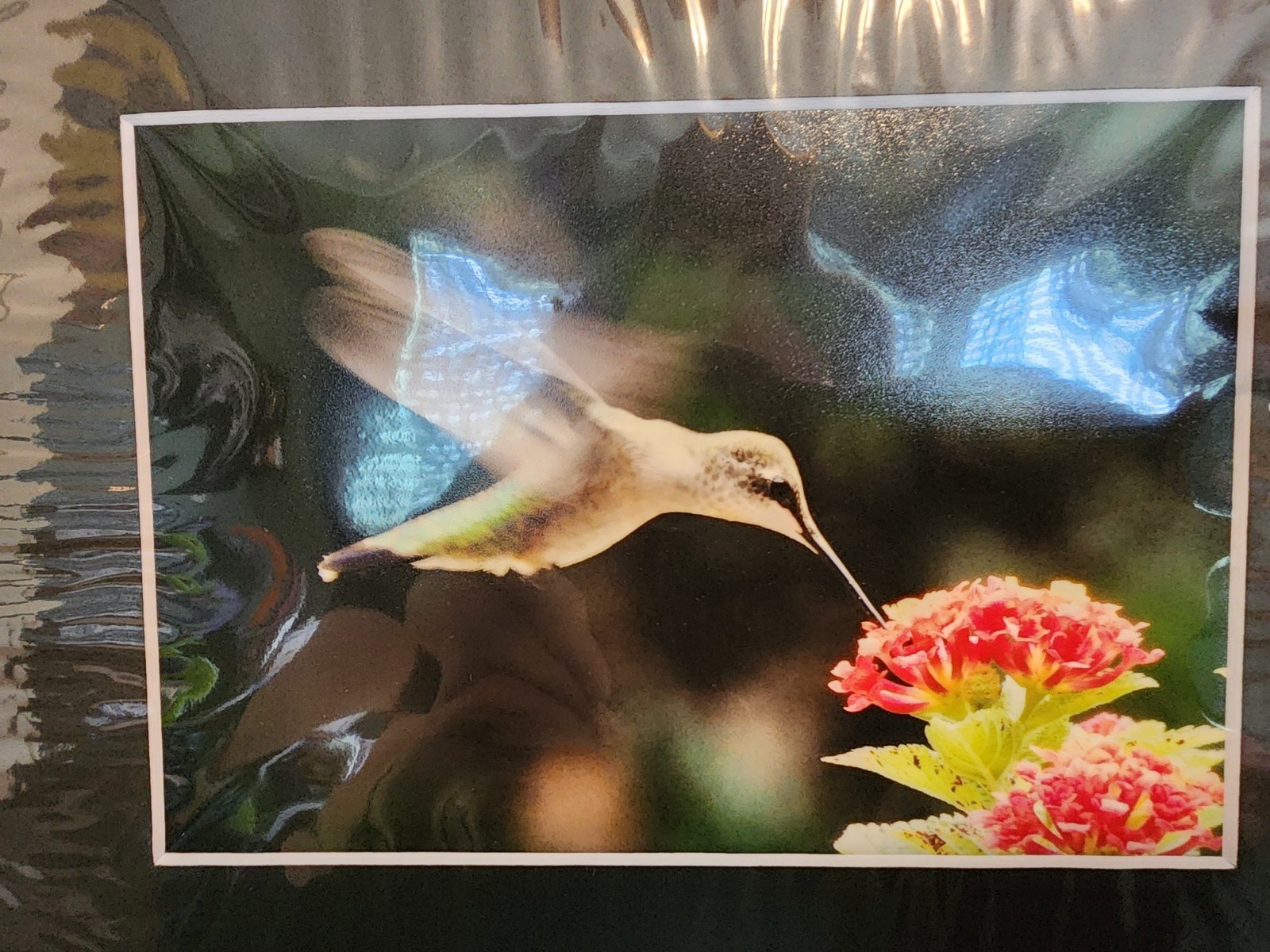 Matted Photography Hummingbird in Flight Close Up, 8×10
