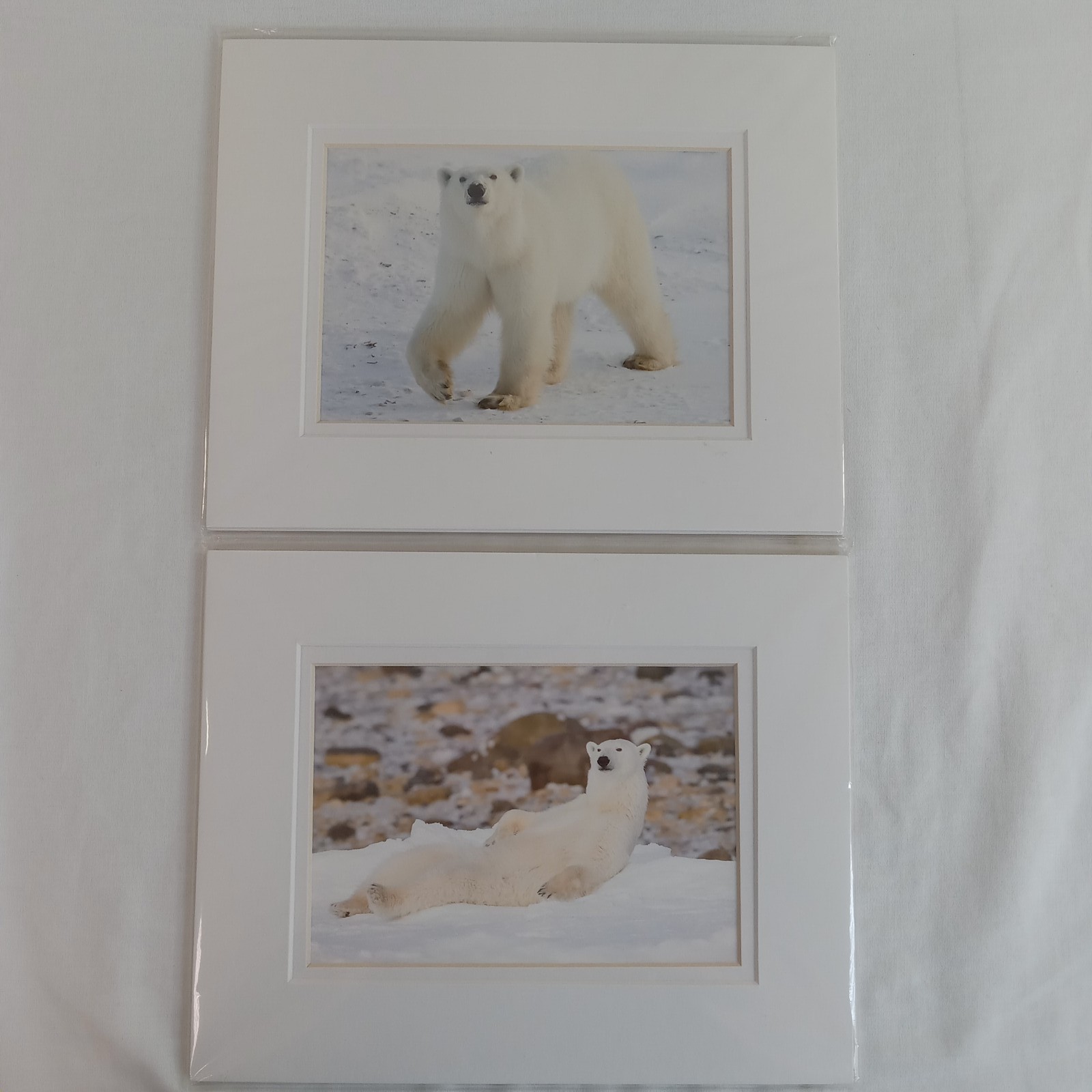 Polar Bear Photography Prints Set of 2 Matted Wildlife Art Photos Mike Johnson