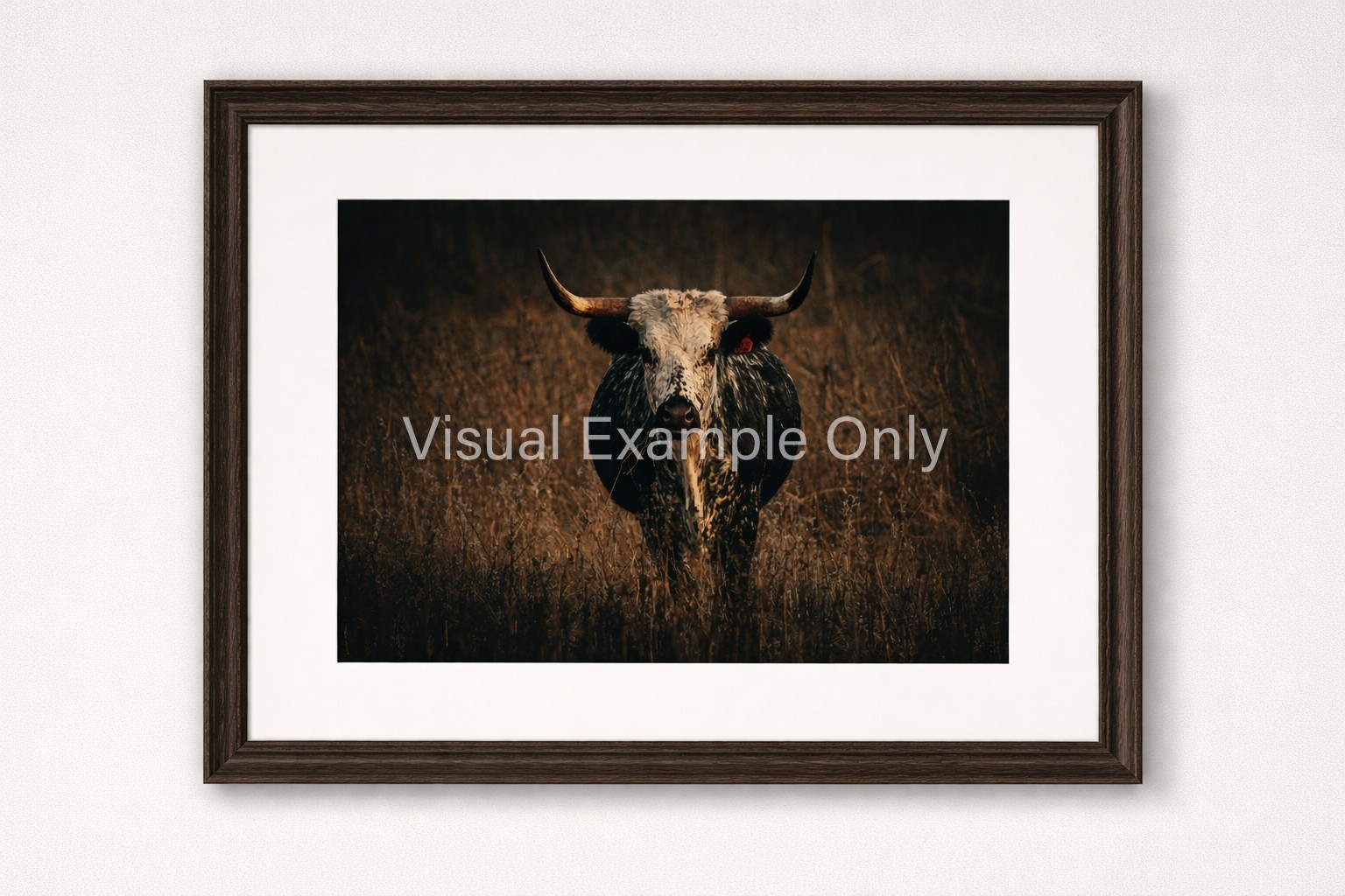 The Stare Of The Steer Photography Print Cattle Rustic Farm Golden Hour