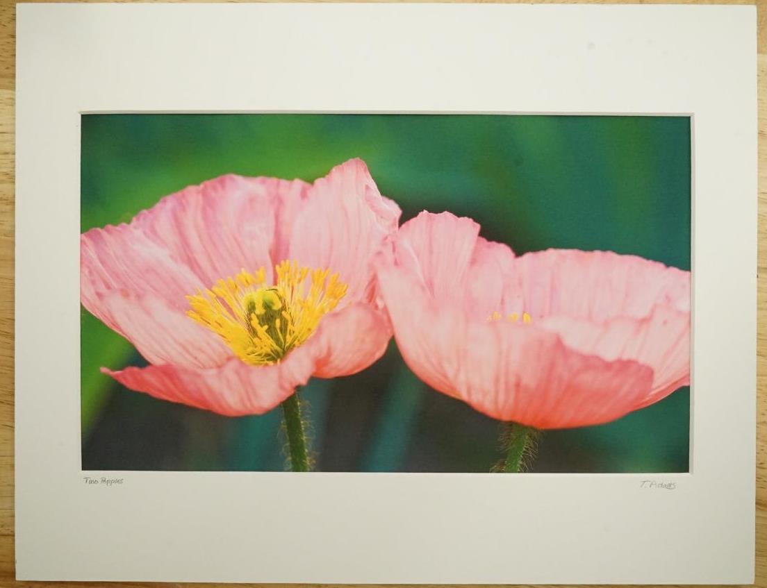 Tom Adams Photography Two Pink Poppies Flowers Oregon Matted Photo Art 11X14