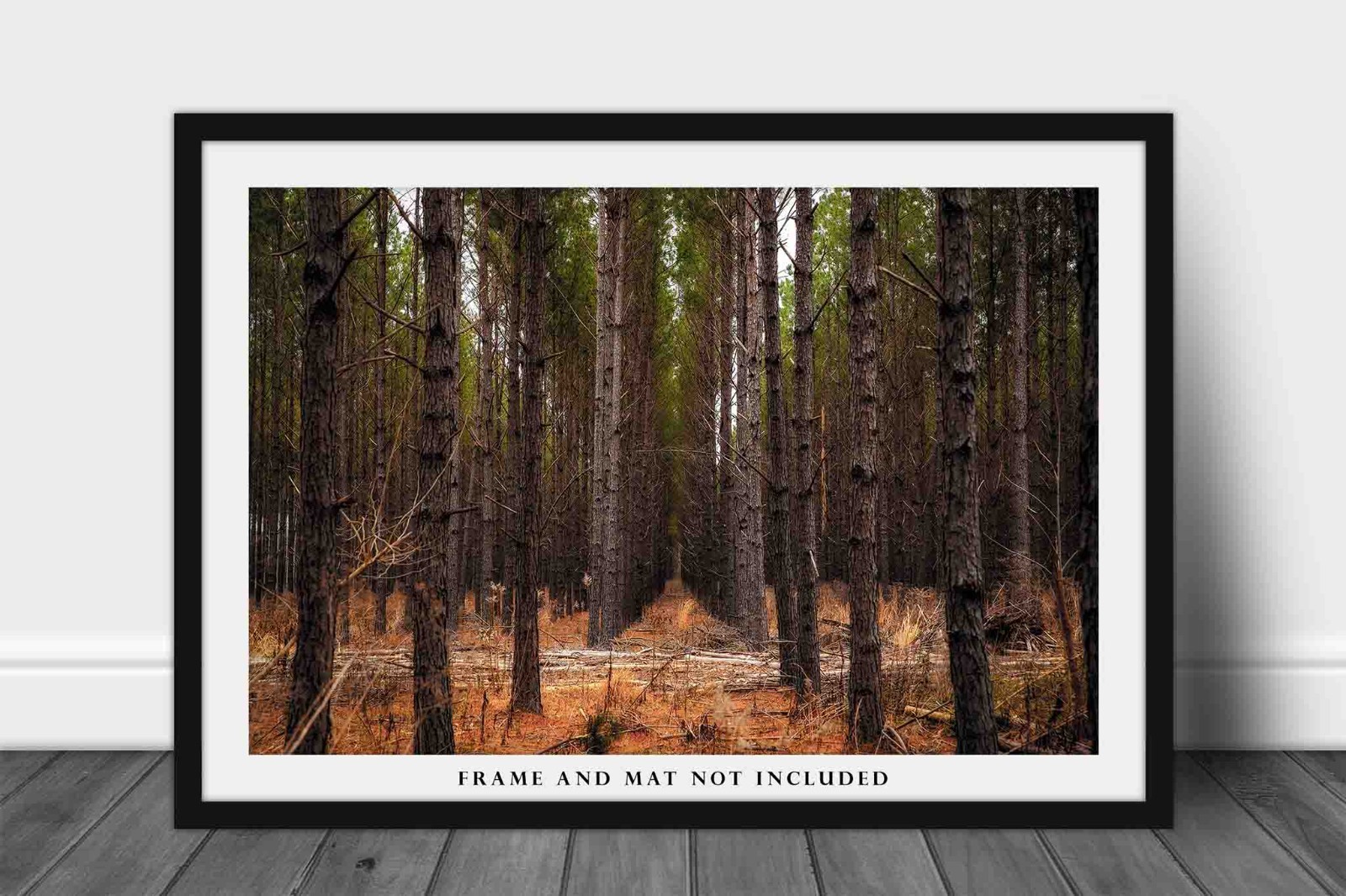 Pine Trees Photography Print: Mississippi Forest Southern Landscape Photo