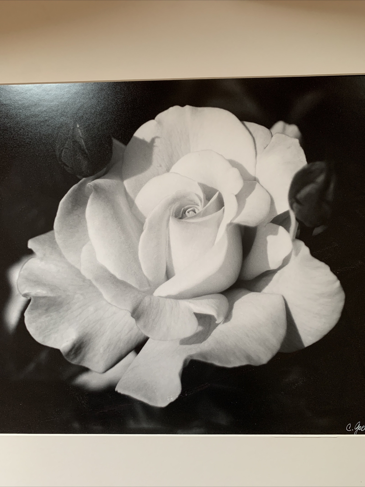 C. Goodman 2002 Original Signed Macro Photography White Rose 25×27.5 Matted