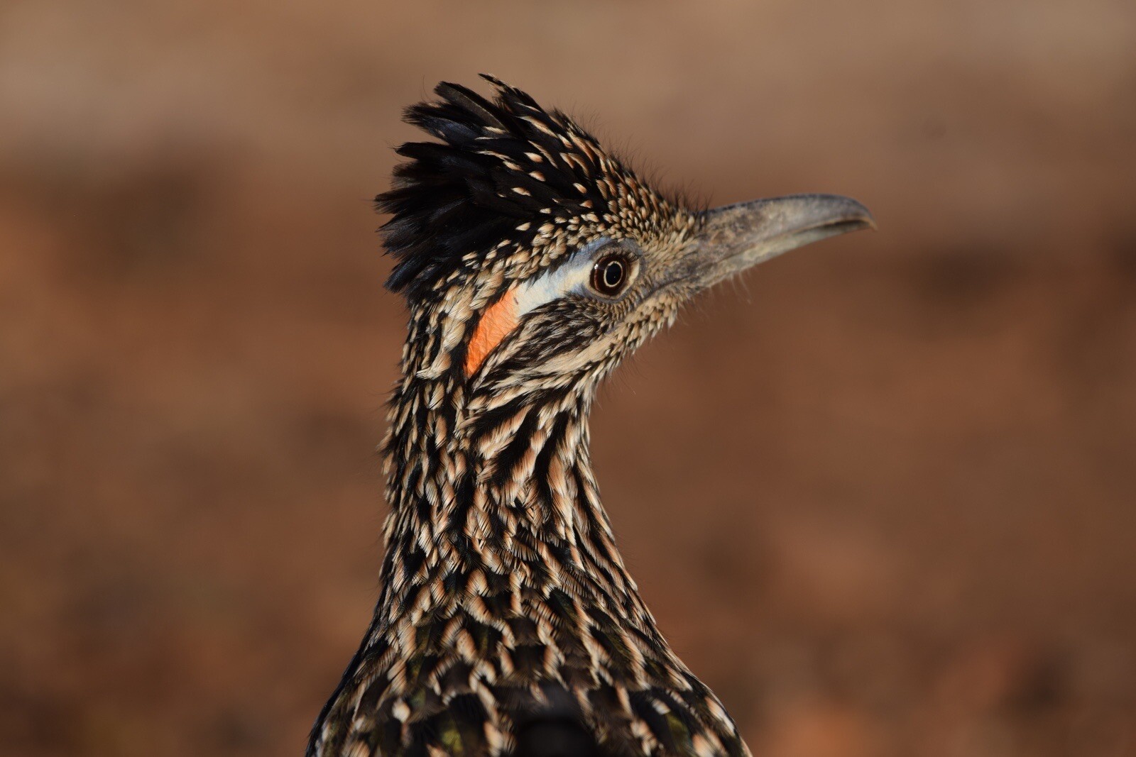 wildlife photography Roadrunner Metal print