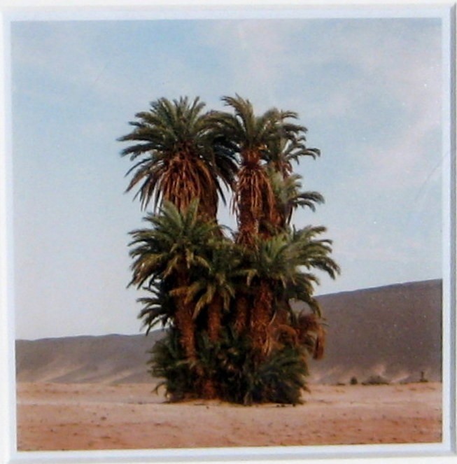 M’hammed Kilito Fine Art Color Photograph of Moroccan Oasis Framed