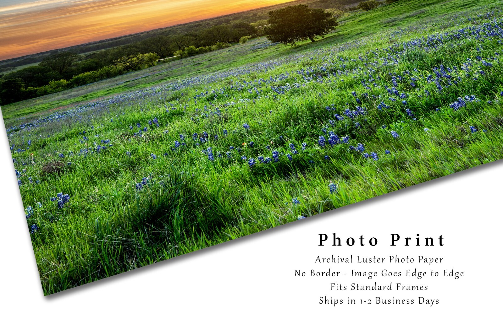Landscape Photography Print – Picture of Tree and Bluebonnets at Sunset in Texas