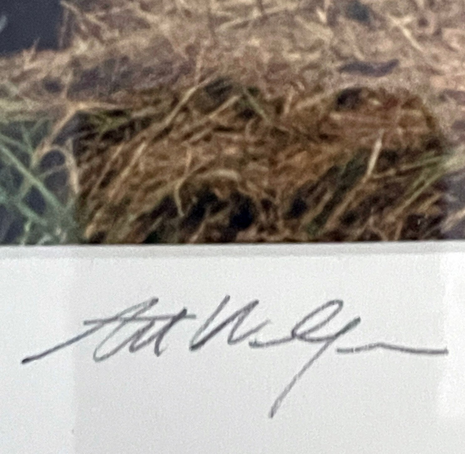 Art Wolfe Signed Wildlife Photograph Print/Framed 8×10 Bears