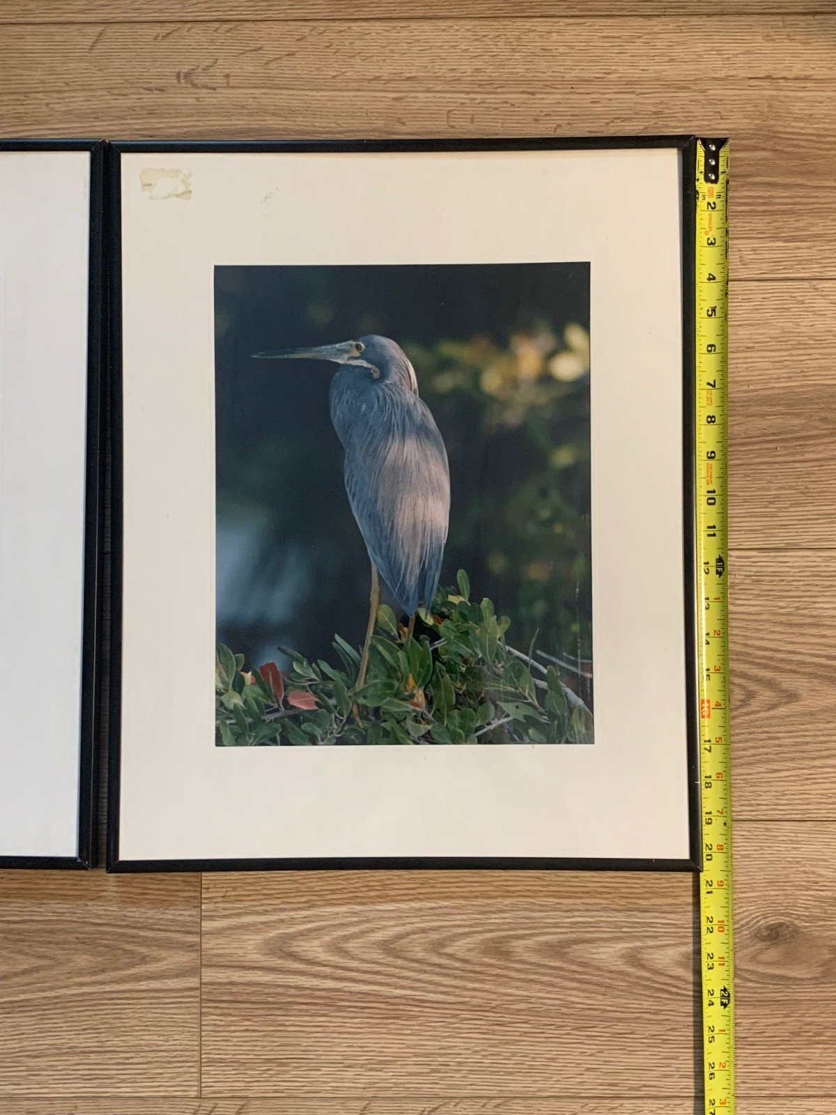 Framed Great Blue Heron Wildlife Photography Prints Set of 2 Nature Bird Art