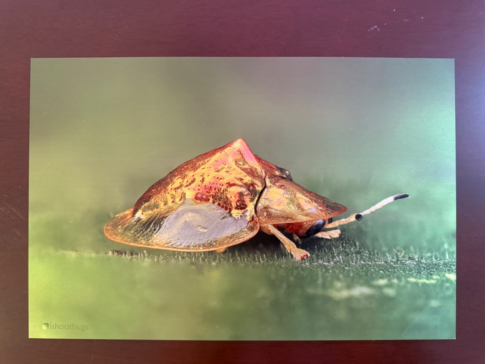 8×12 Tortoise Beetle Metal Wall Art Sheer Satin Wildlife Photography
