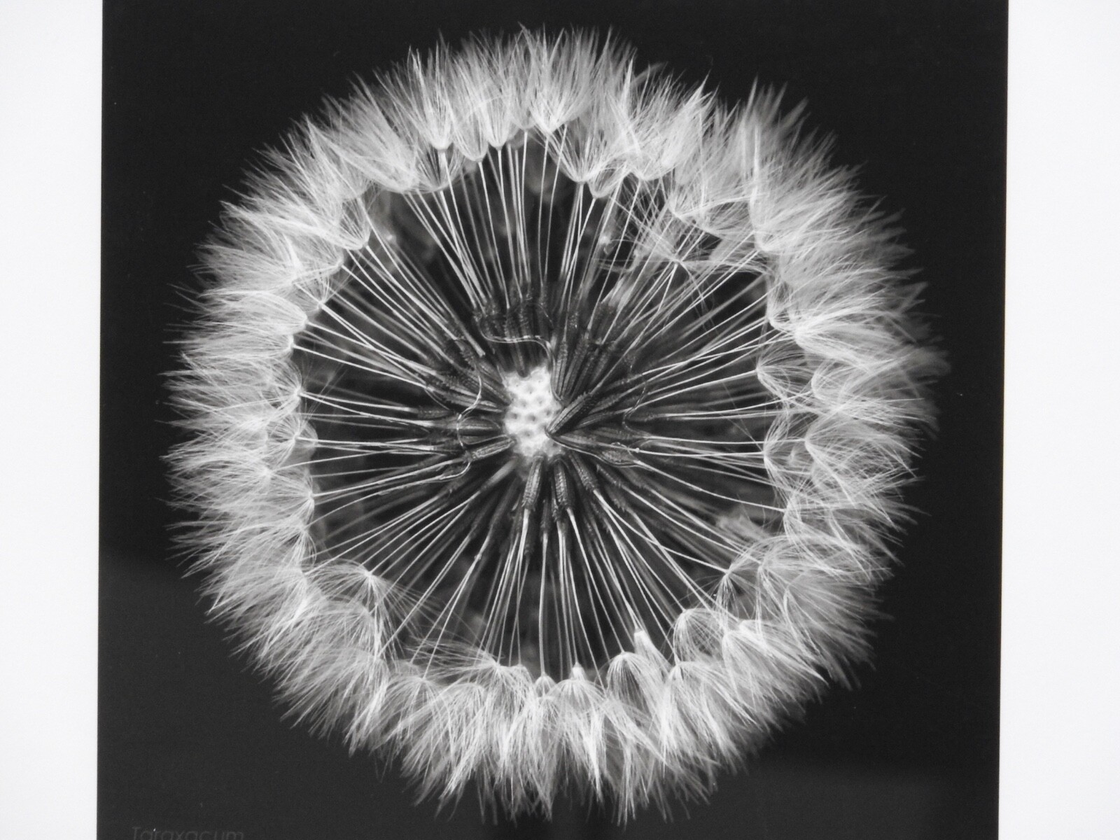 Striking #49 of 100 18.5″x22.5″ B&W Photo Framed Deckle Edge Flower Dandelion