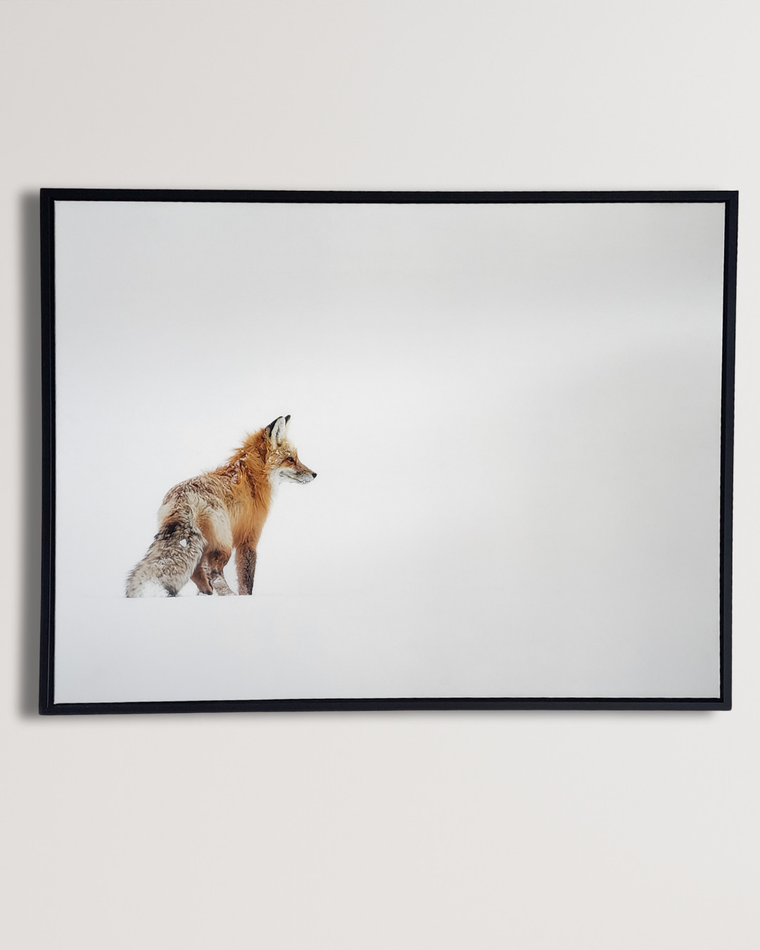 Red Fox in Yellowstone 40×30 inch Framed Canvas Wildlife Photography Print