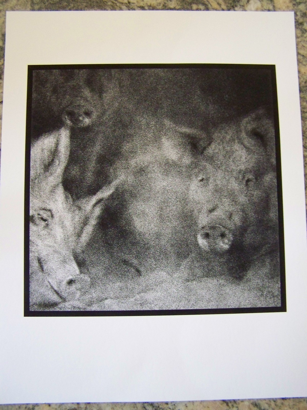 FINE ART PHOTO 3 PIGS ARKANSAS 1971 ARTIST ROB EVANS PHOTOGRAPHER ARCHIVAL PRINT