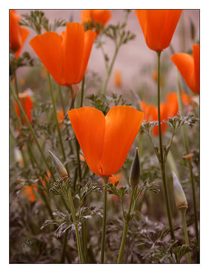 California Wild Poppies 12″ x 16″ Fine Art Print Floral Garden Wild Flower