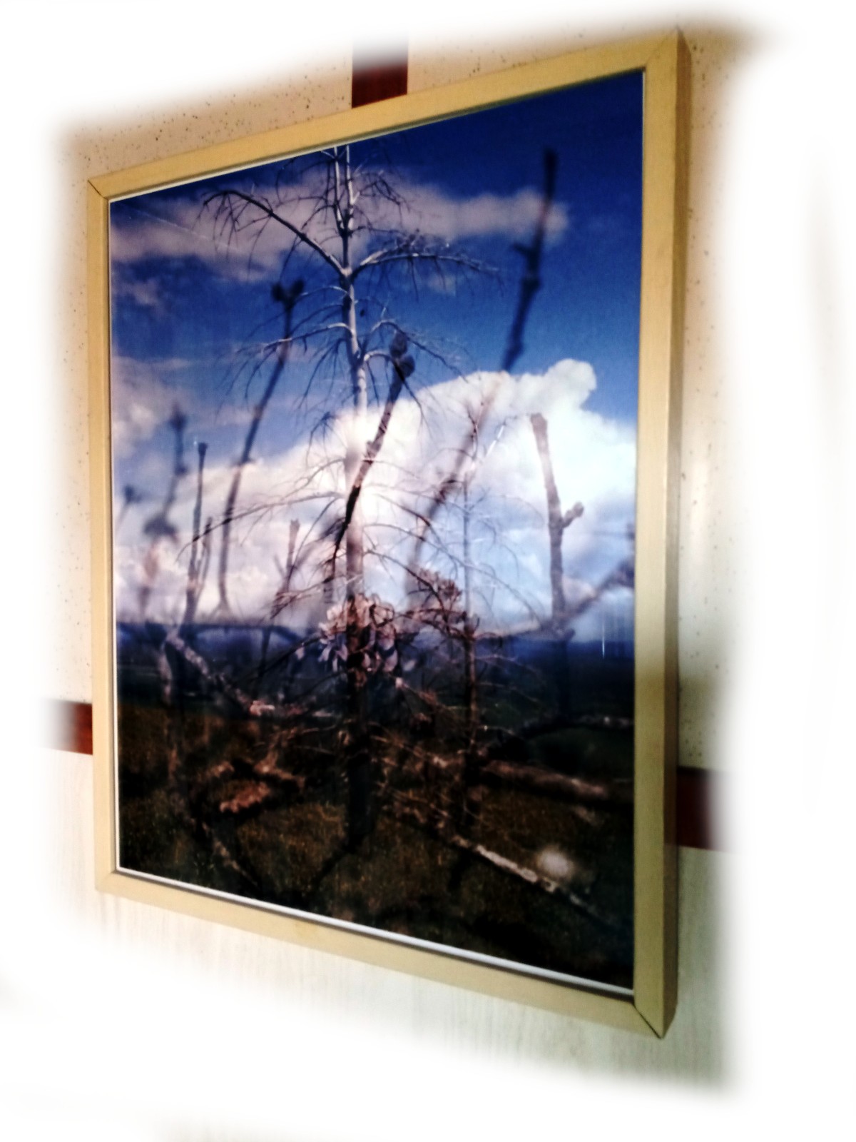 High Point Trail, Apple trees, New Paltz, NY, 16 x 20in, Art photo by Mel Gonz