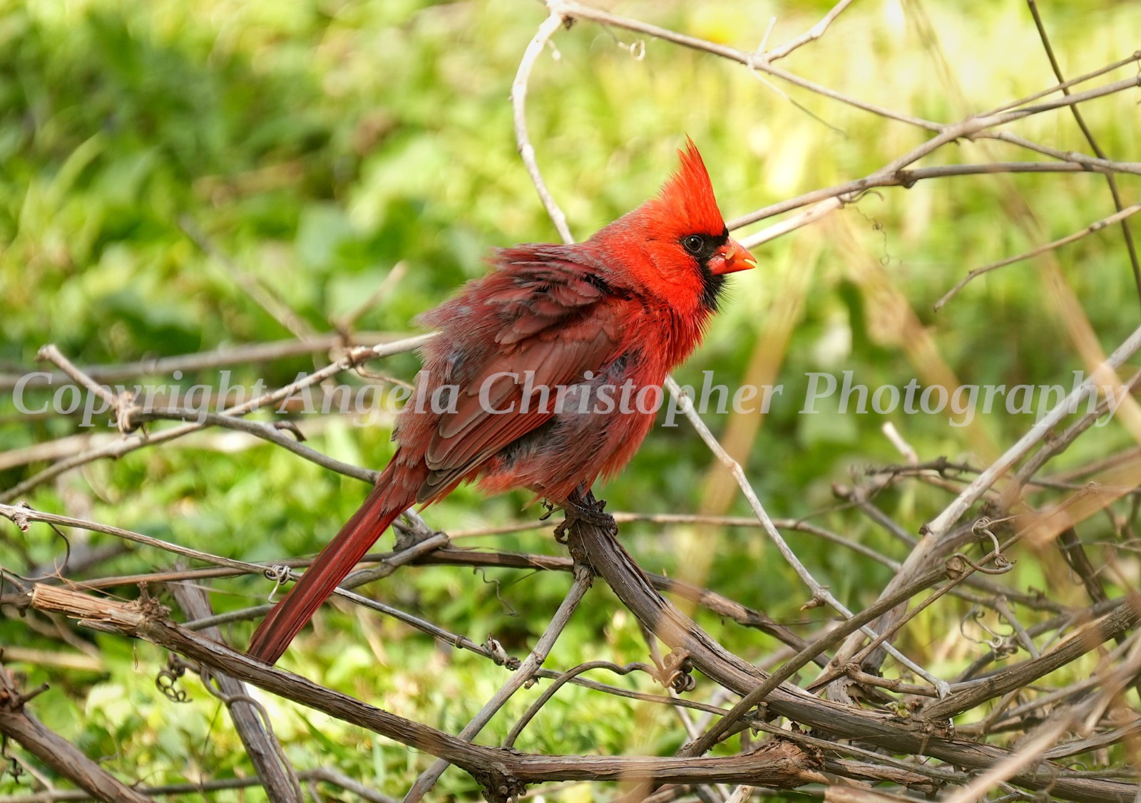 Original ACEO photo fine art print 2.5 x 3.5 inches FLUFFED UP CARDINAL red bird