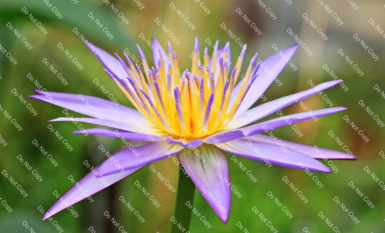 Digital Photo Image Wallpaper Background Water Lily
