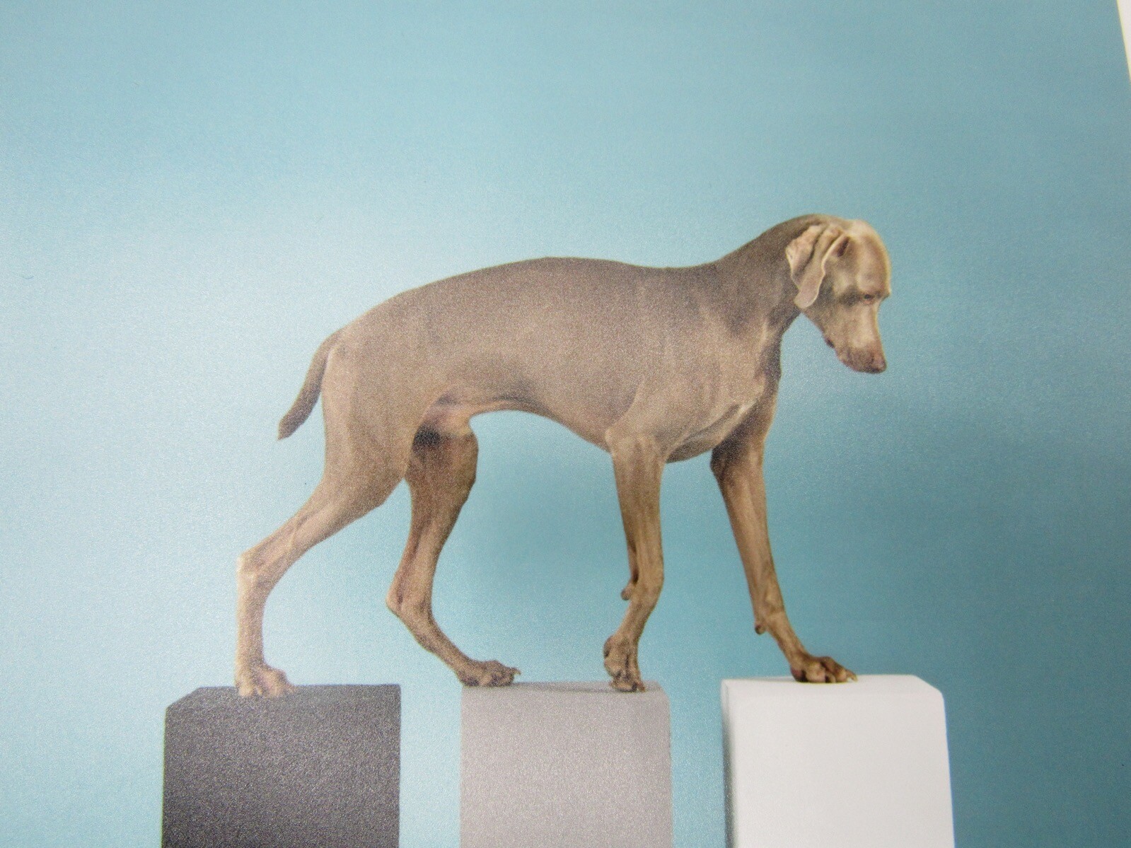 Signed William Wegman photograph Contact 2014 6×6” Magnum Weimaraner dog