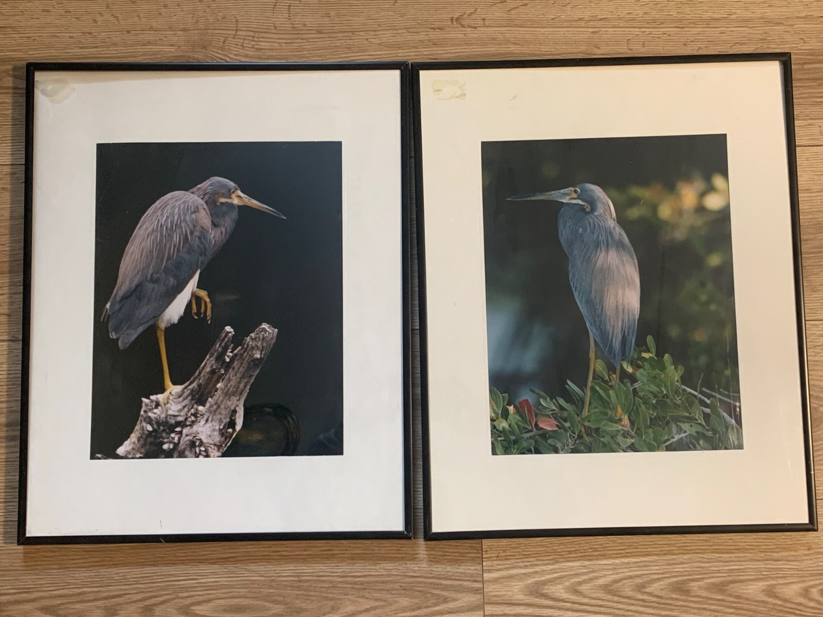 Framed Great Blue Heron Wildlife Photography Prints Set of 2 Nature Bird Art