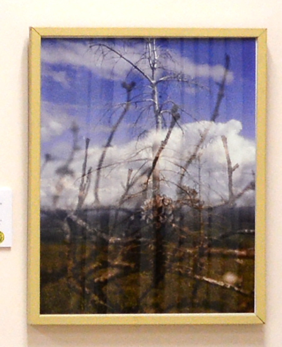 High Point Trail, Apple trees, New Paltz, NY, 16 x 20in, Art photo by Mel Gonz