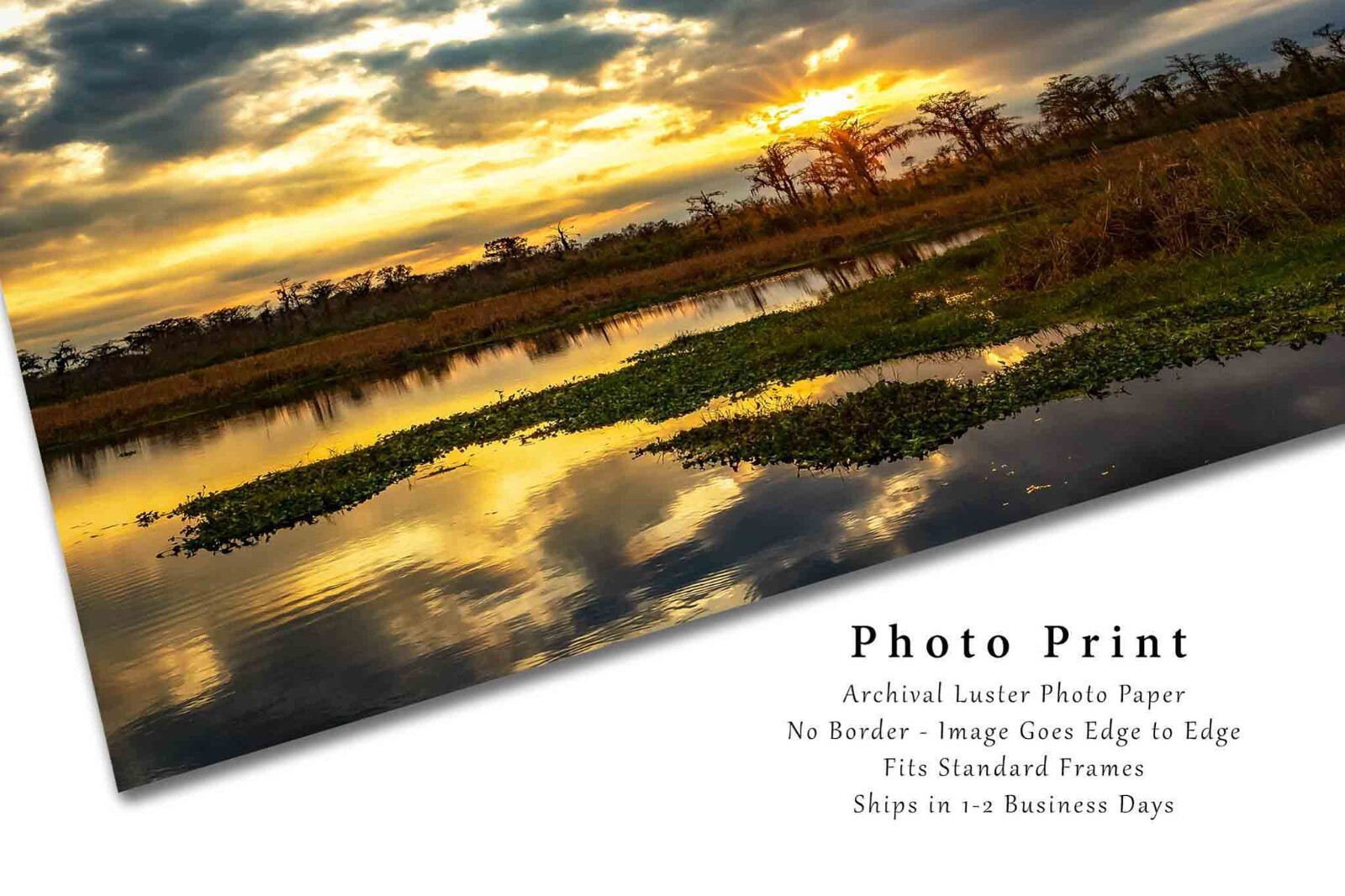 Swamp Photography Print – Golden Sunset Over Bayou in Louisiana