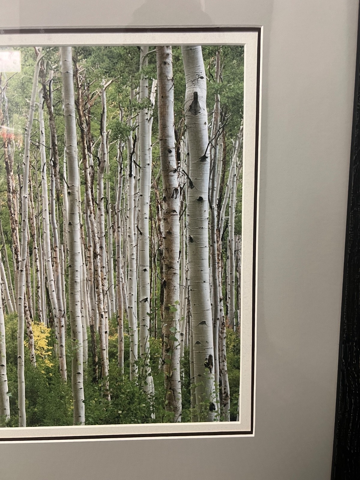 Large Wall Art Photo Picture Birch Print 15”x30” Framed & Matted 27”x42”