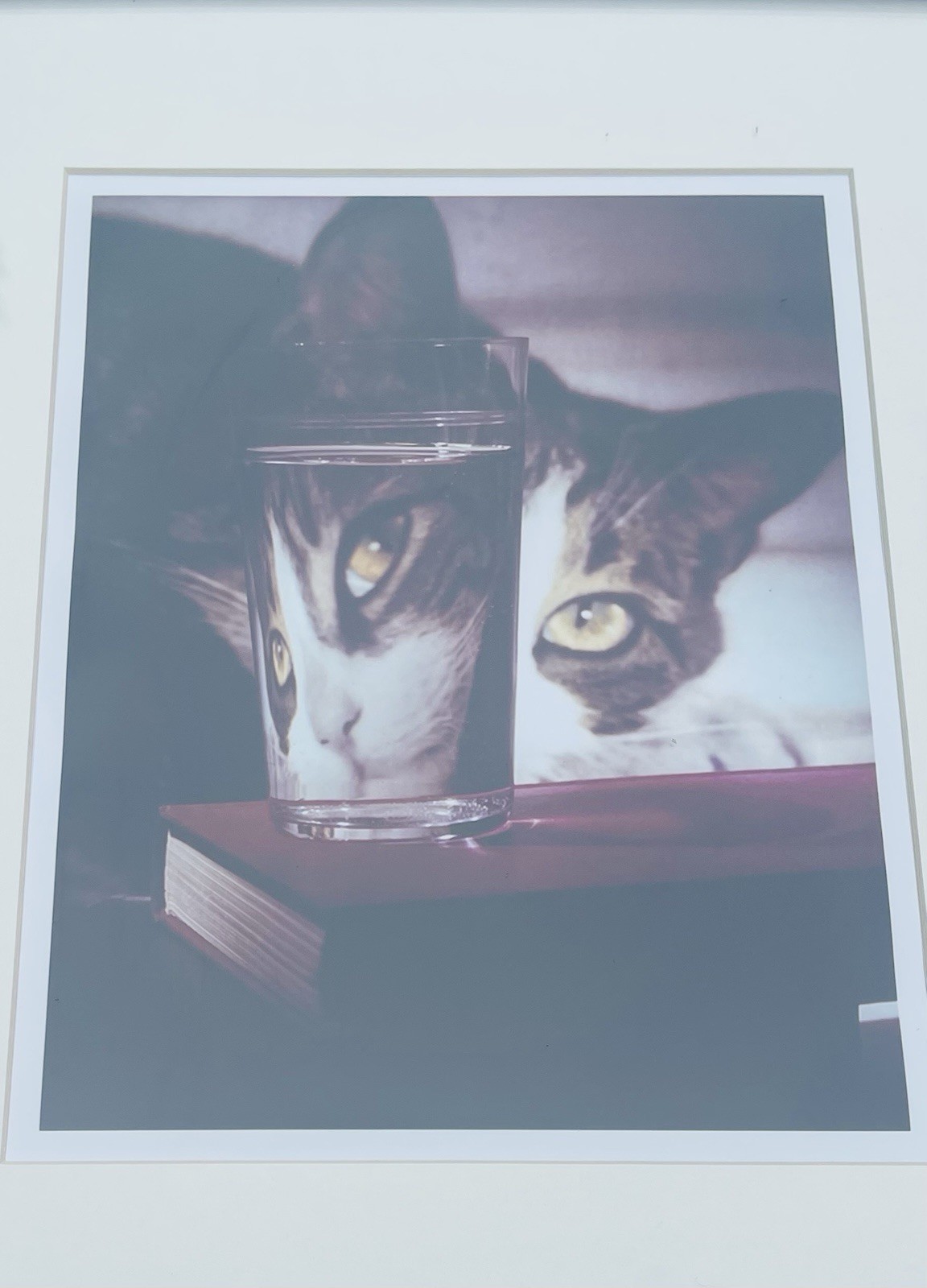 Nina Leen Cat Peering into Glass Framed Print 1963 Life Picture Collection COA