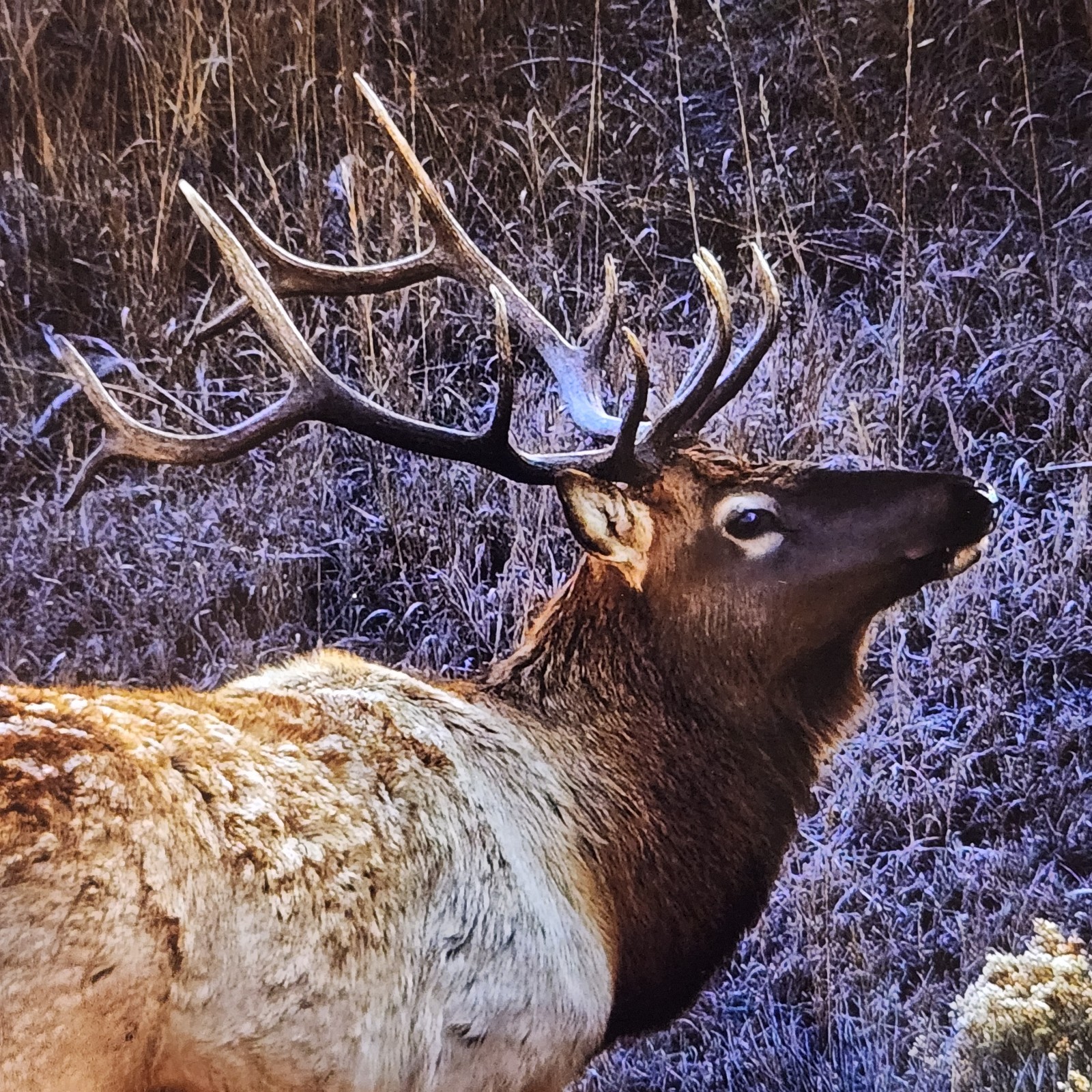 Nature Art Photography – ELK in Yellowstone winter – Signed Wildlife Print