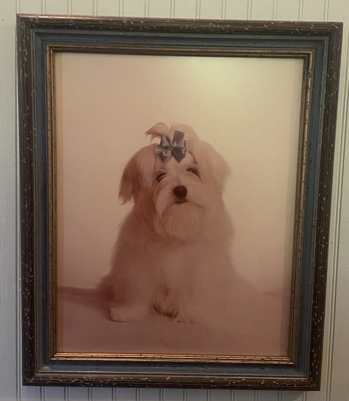 VTG Portrait White Maltese Dog W/Blue, Brown & Gold Wood Frame 23.5″ X19.5″
